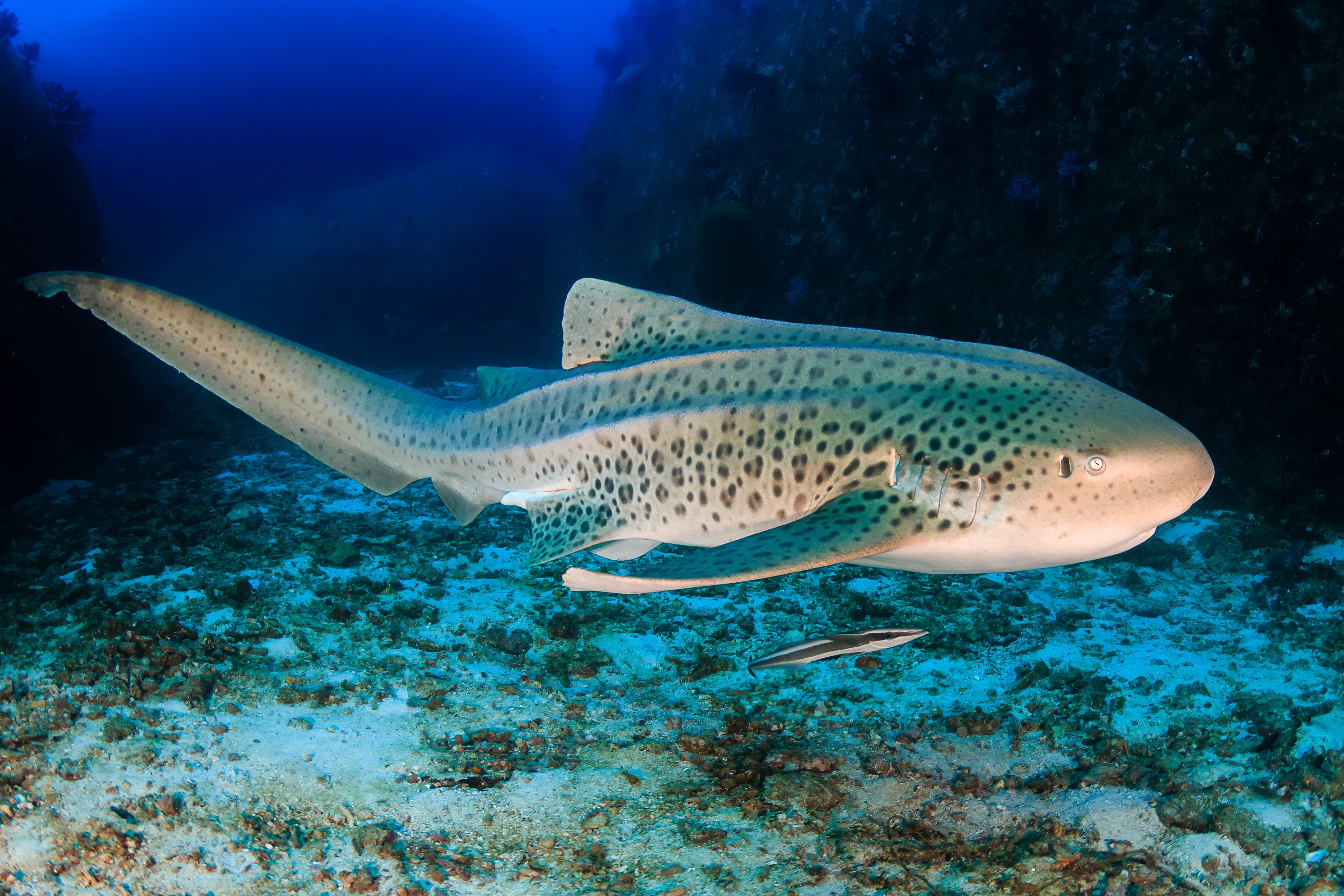 A curious Zebra Shark (Stegostoma fasciatum) on a deep, underwater tropical reef