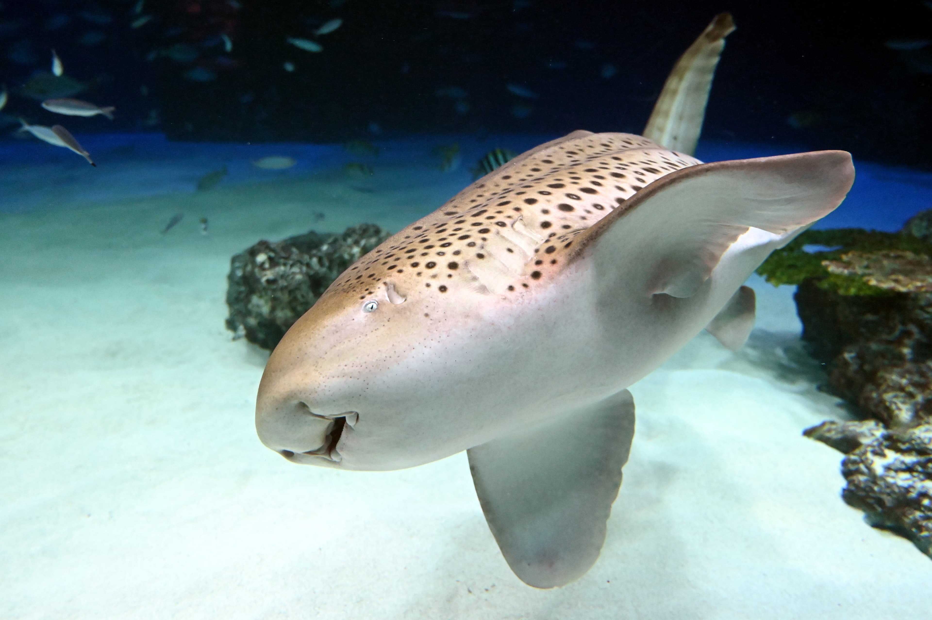 Slowly and majestically swimming along the ocean floor, the Zebra Shark