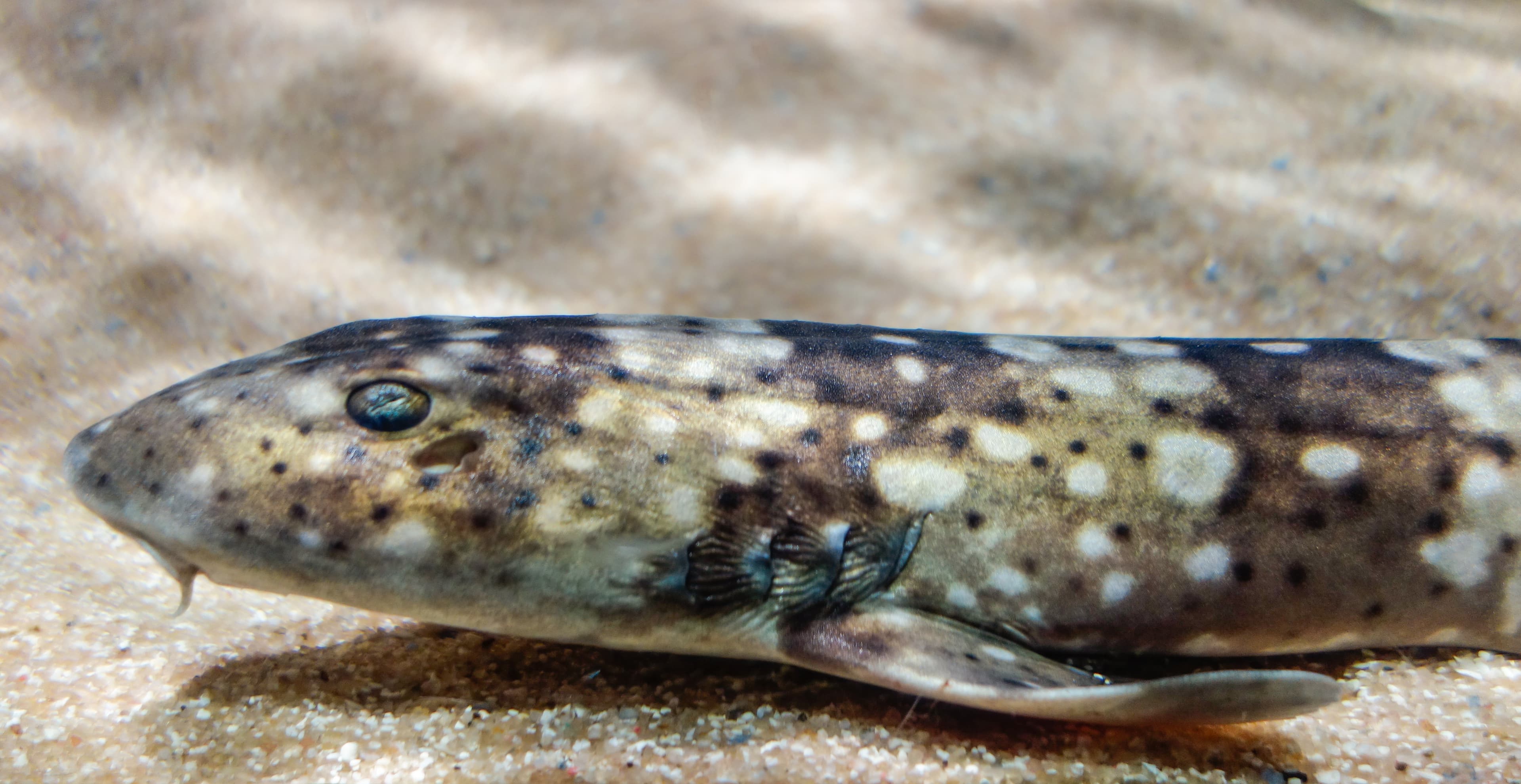 Whitespotted Bamboo Shark (Chiloscyllium plagiosum)