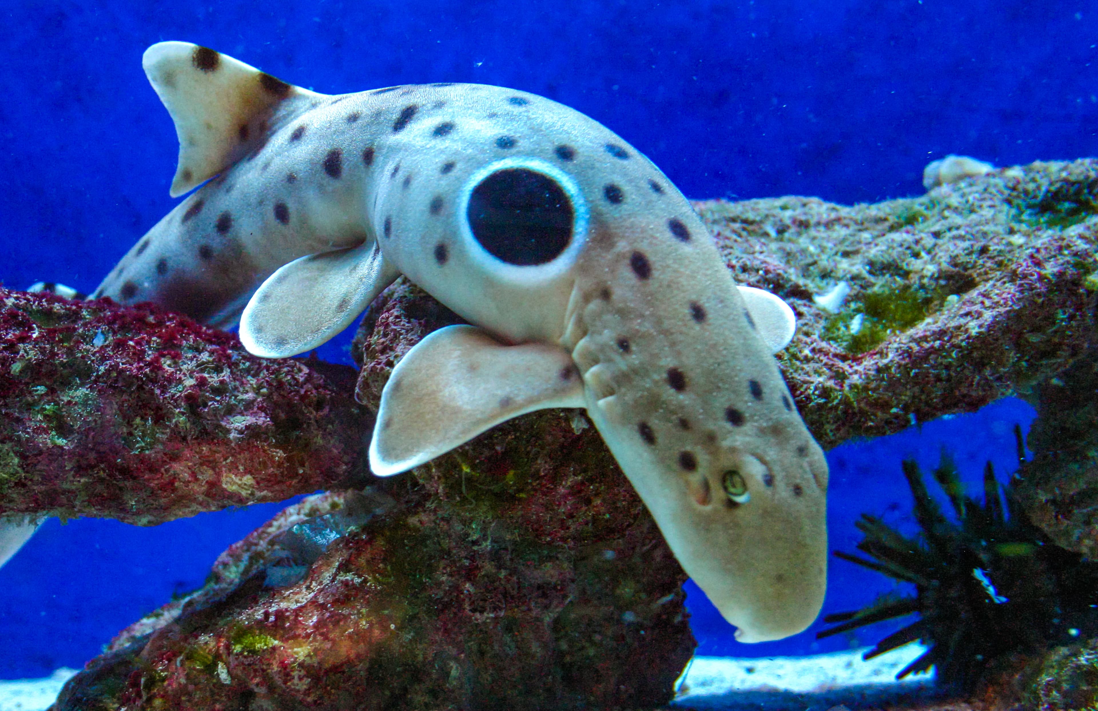 Epaulette shark (Hemiscyllium ocellatum), a shark walking along the bottom