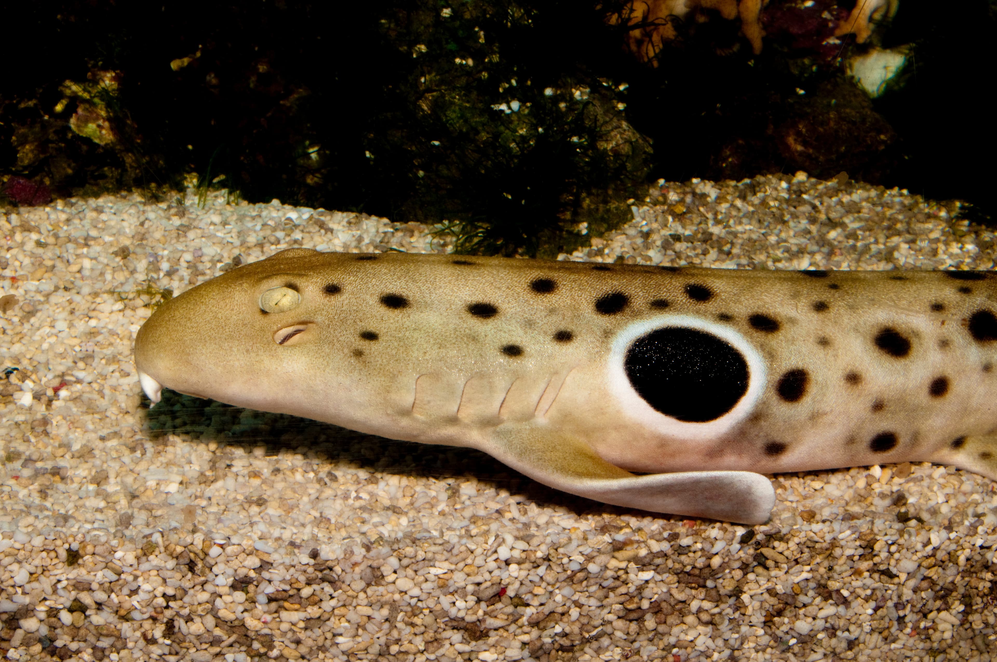 Epaulette Shark close up