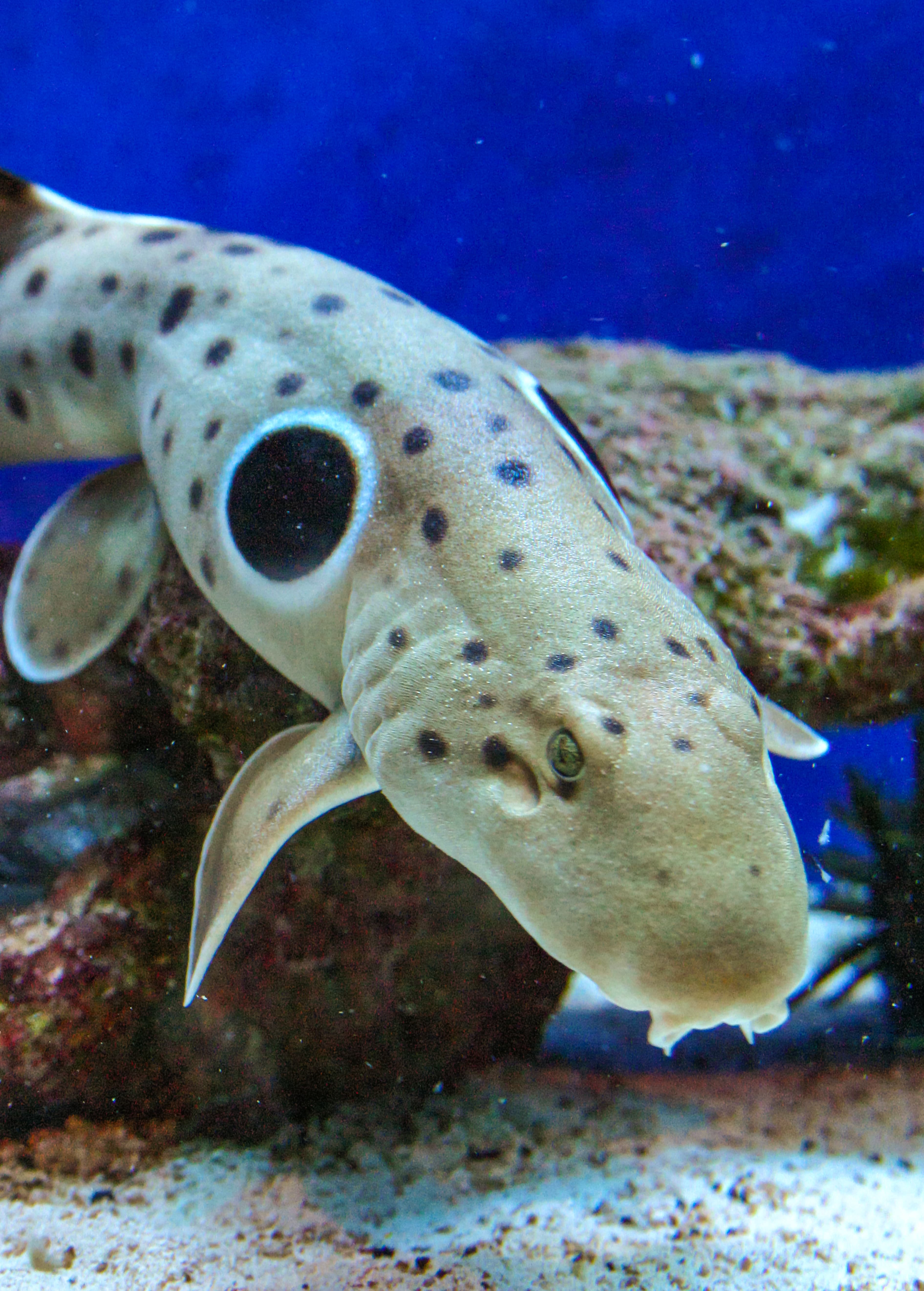 Epaulette shark (Hemiscyllium ocellatum), a shark walking along the bottom