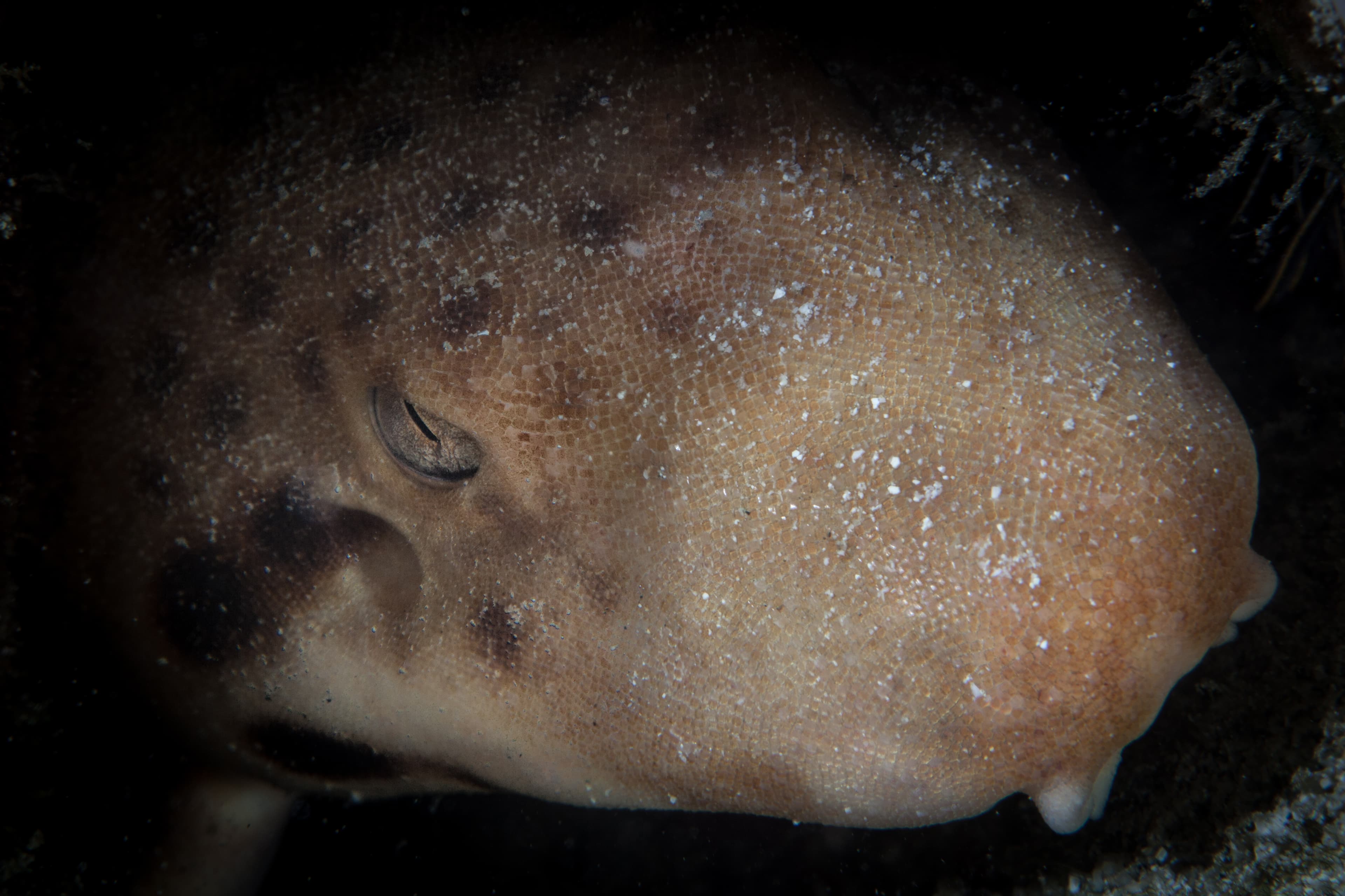 Epaulette Shark close up in the dark