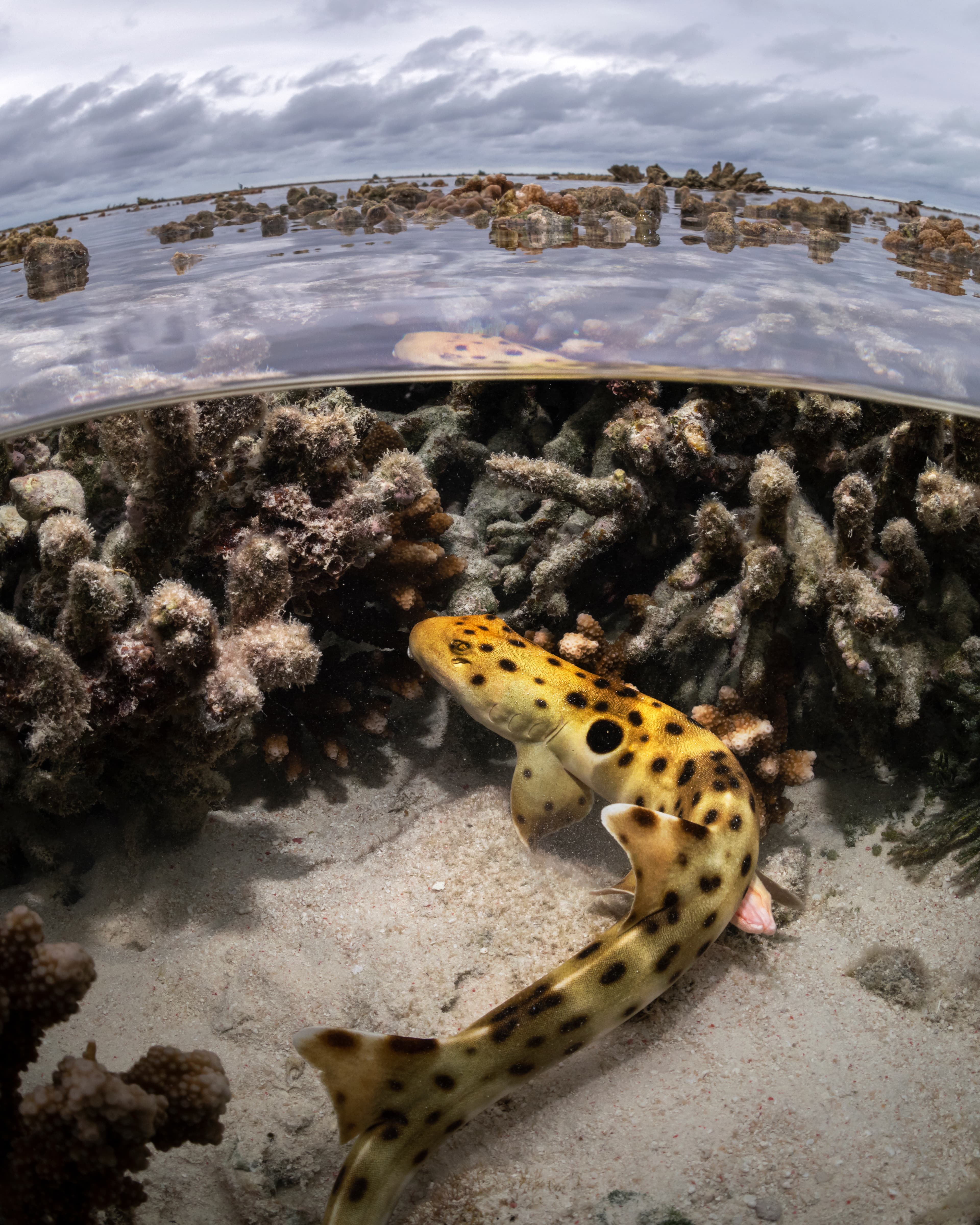 Epaulette Shark, Heron Island Australia