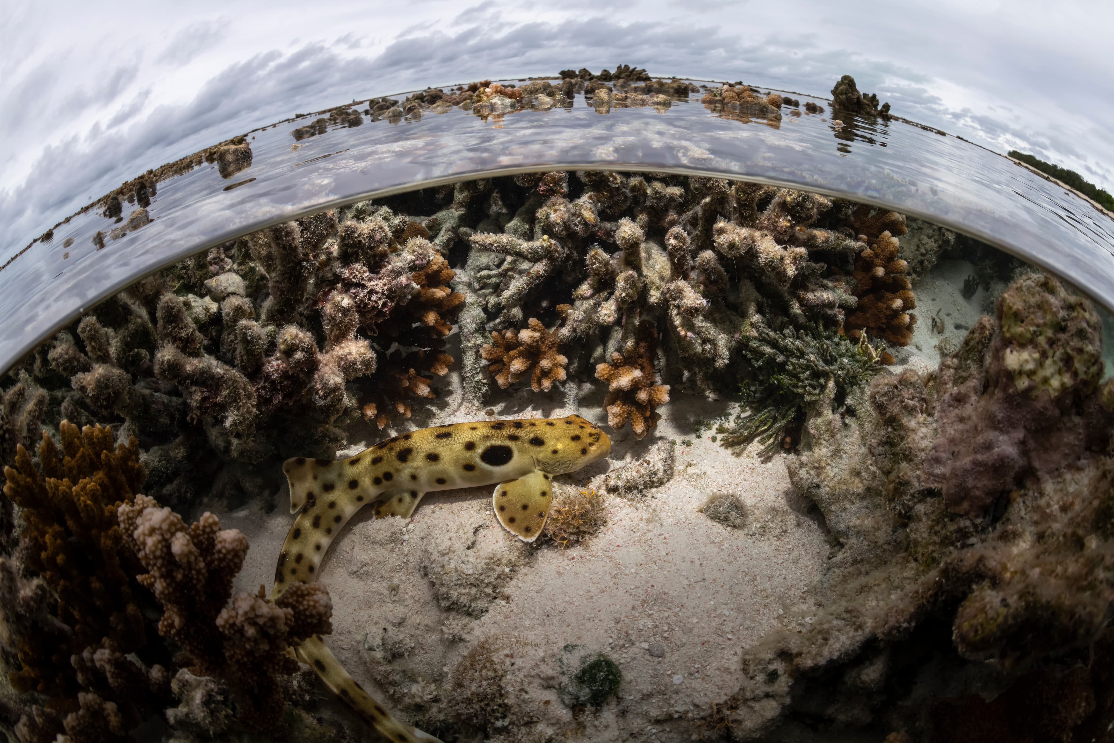 Epaulette Shark, Heron Island Australia