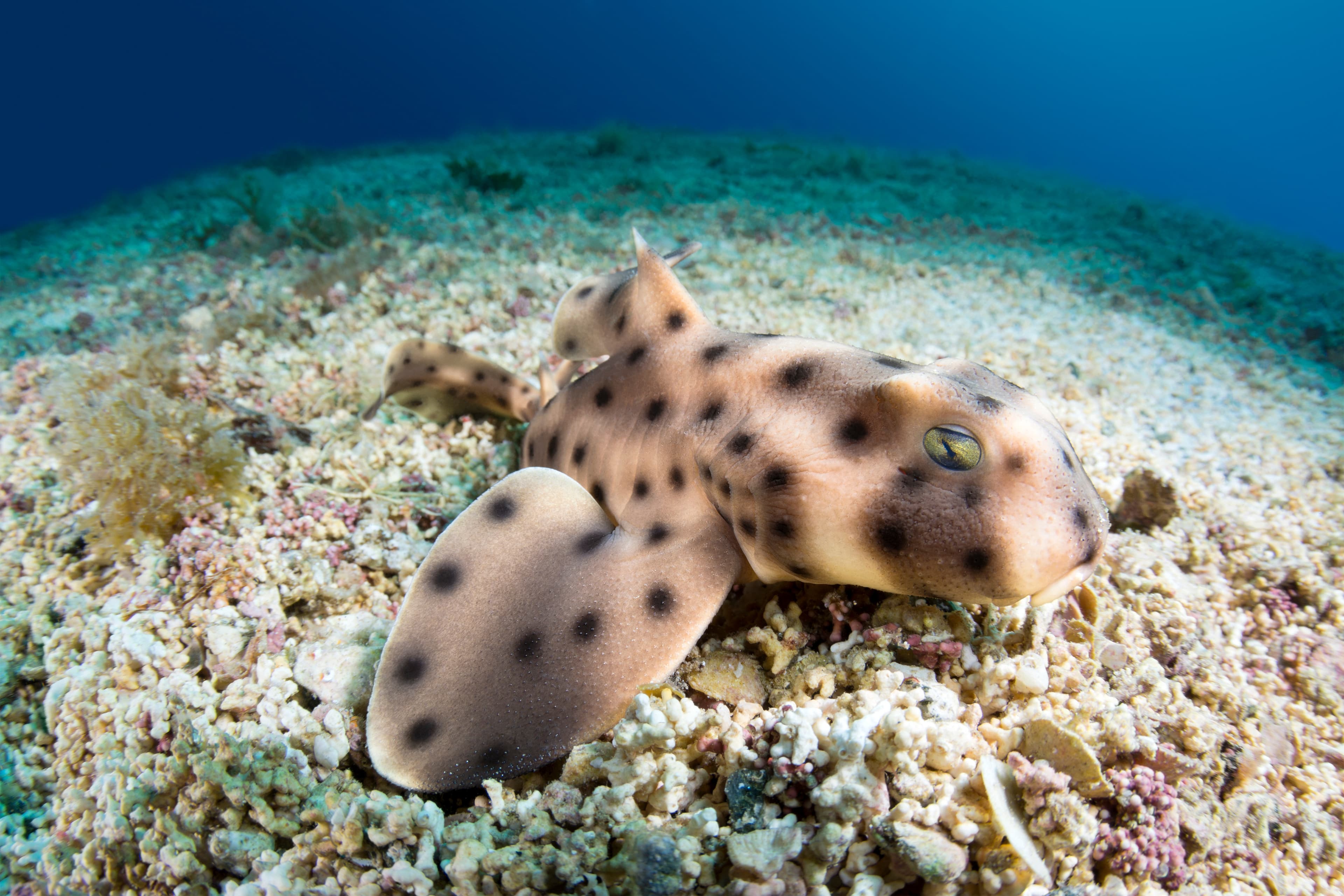 Horn Shark (Heterodontus francisci)