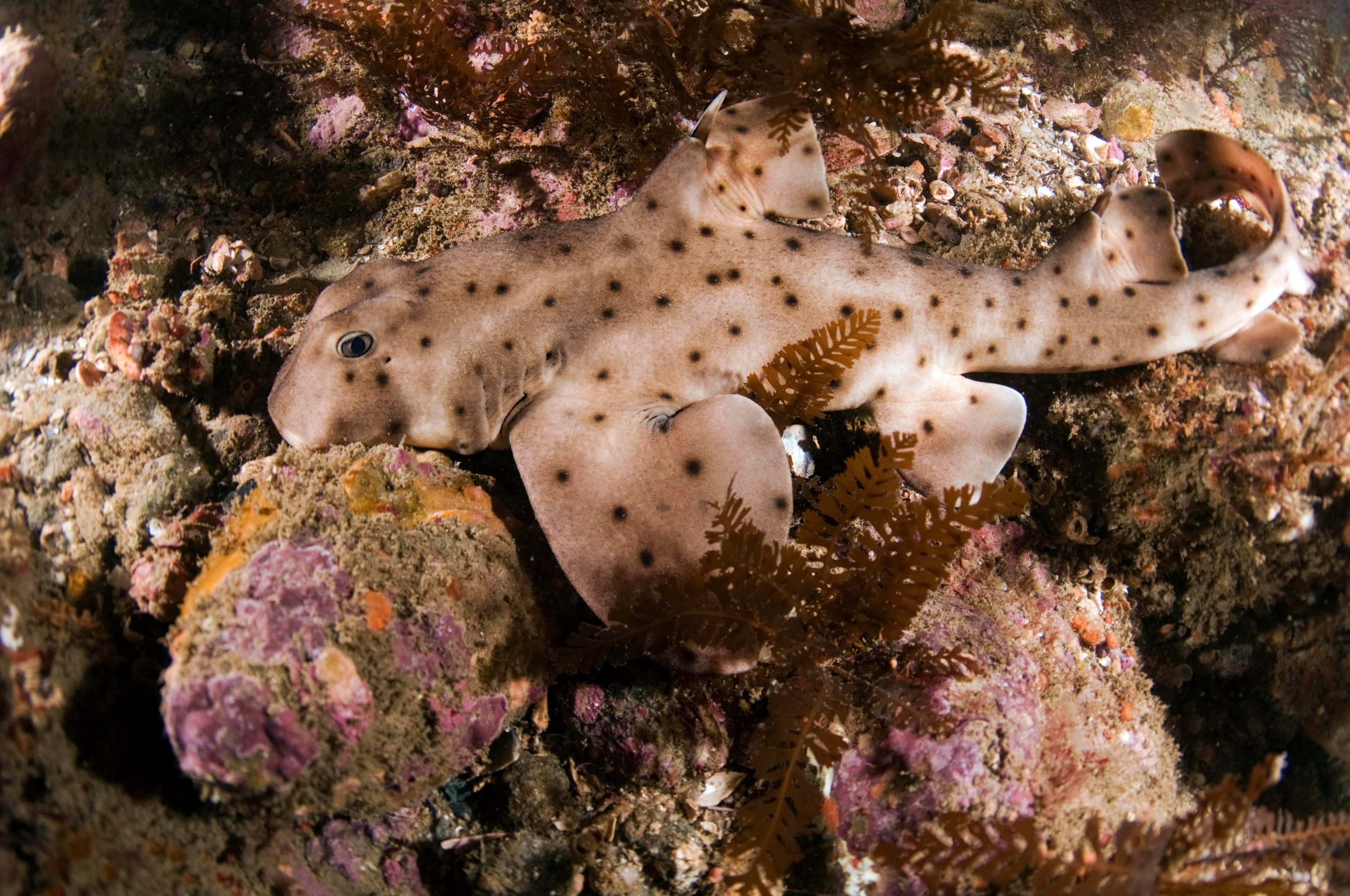 Horn Shark (Heterodontus francisci)