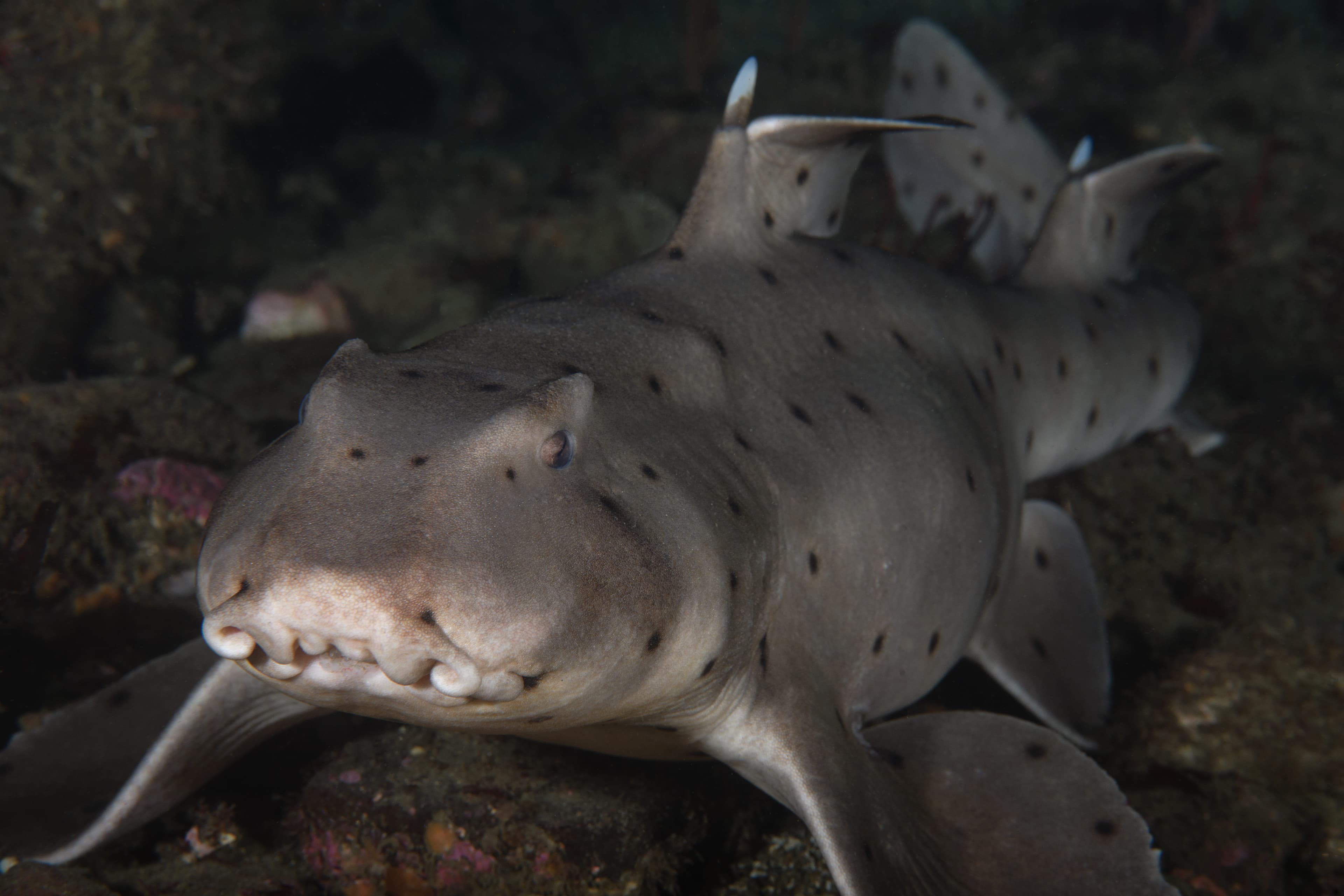 Horn Shark (Heterodontus francisci)