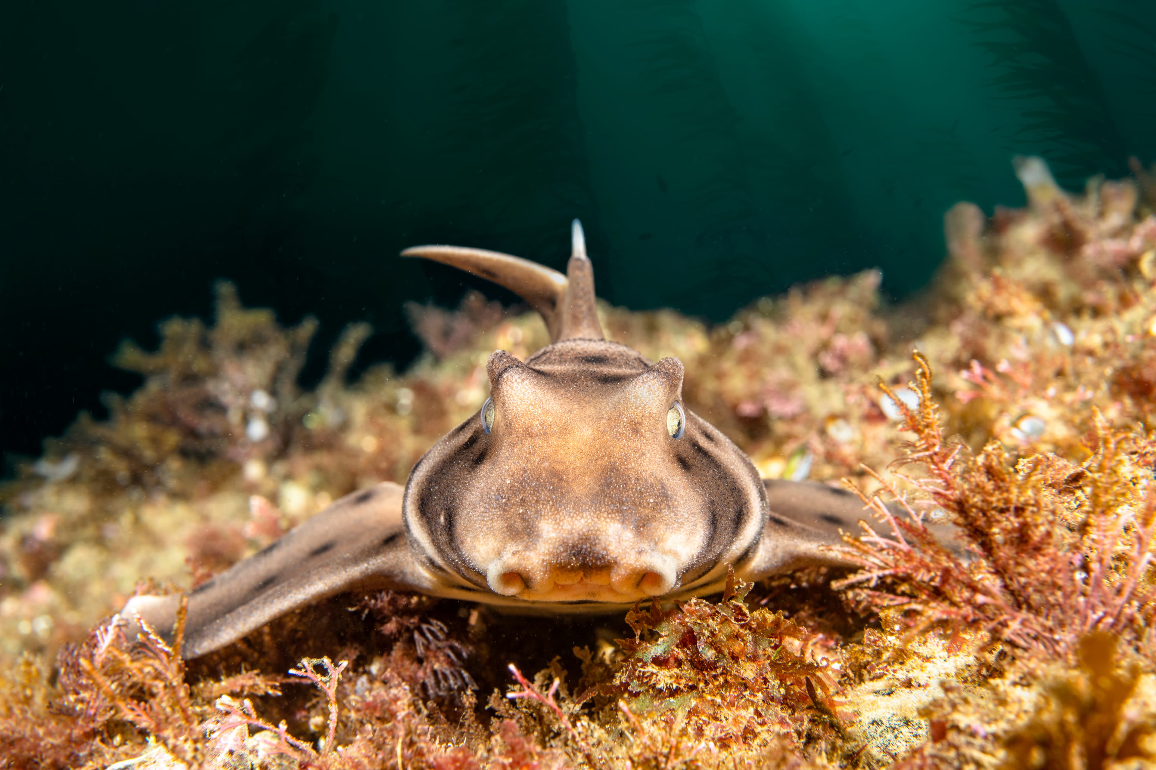 Horn Shark (Heterodontus francisci) on California reef