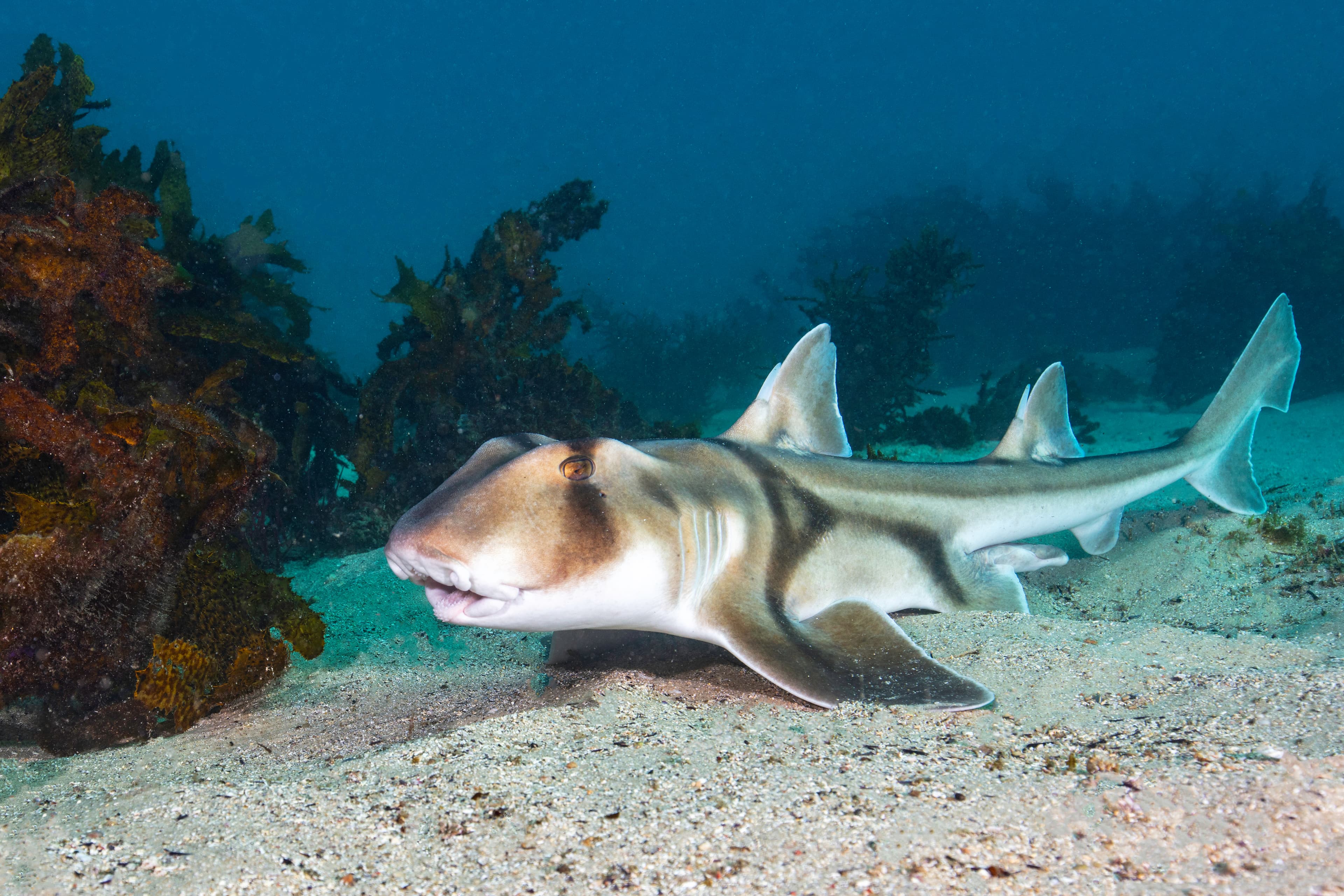 Port Jackson Shark (Heterodontus portusjacksoni) on sandy sea floor