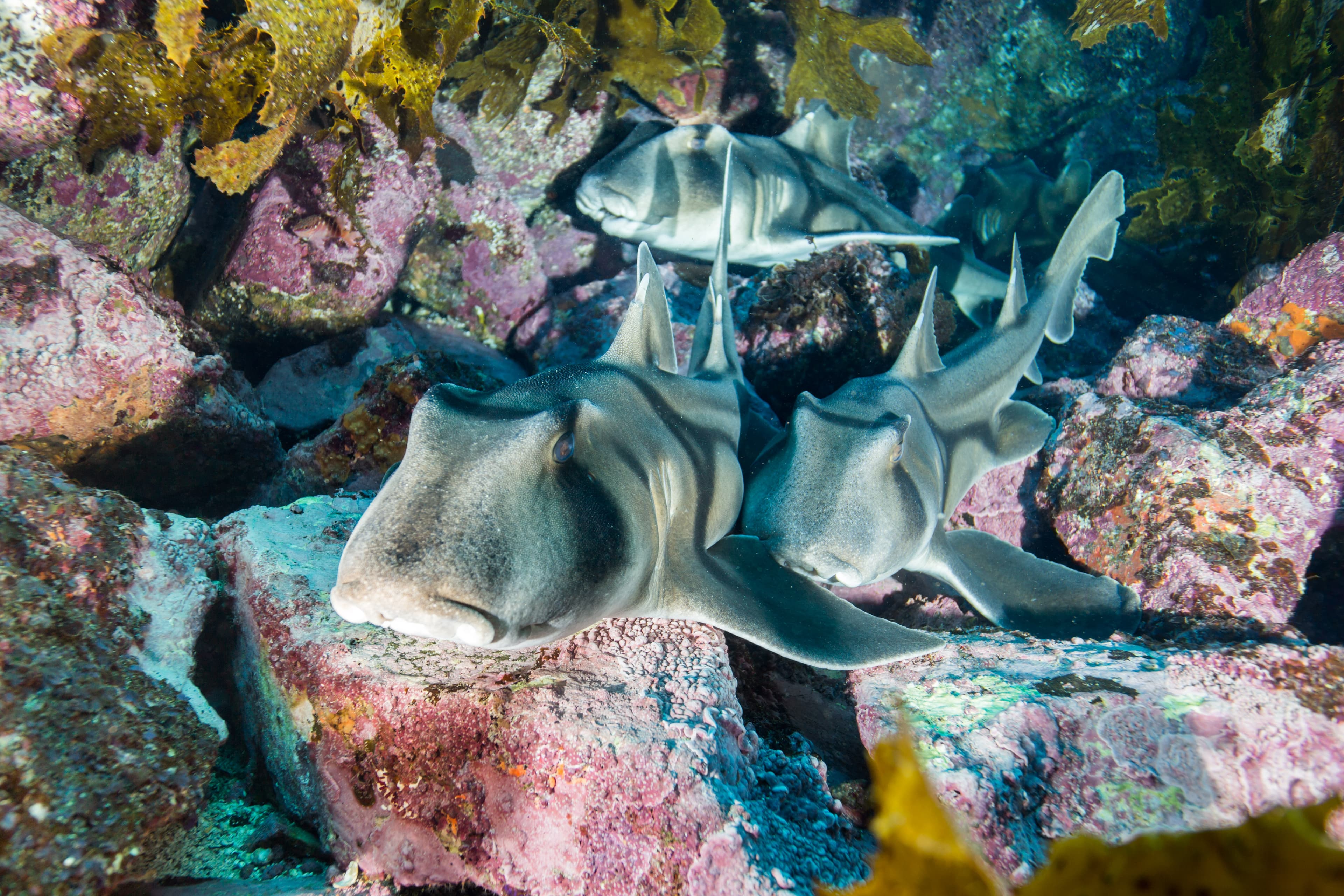 Port Jackson Sharks (Heterodontus portusjacksoni)