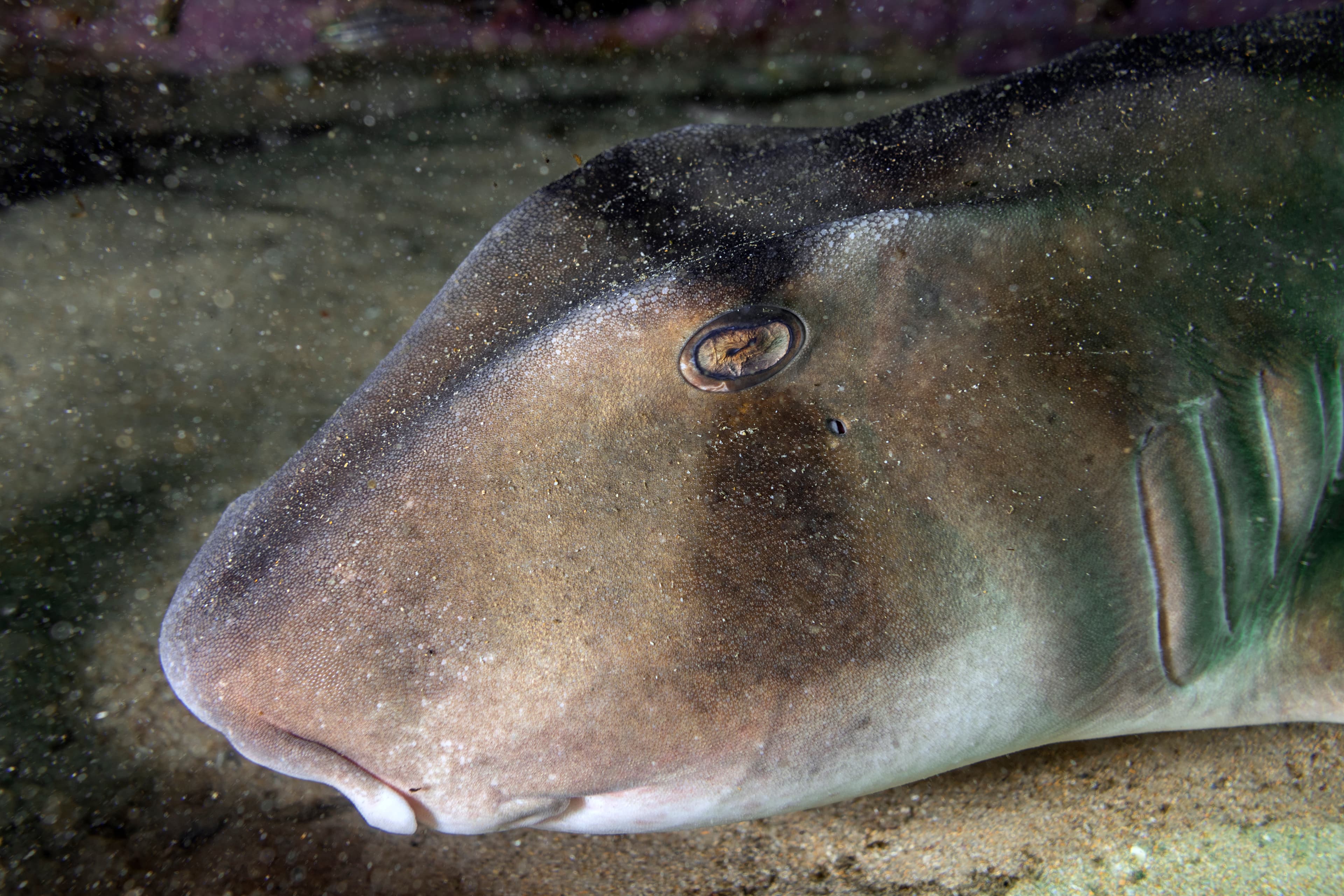 Port Jackson Shark (Heterodontus portusjacksoni) close up