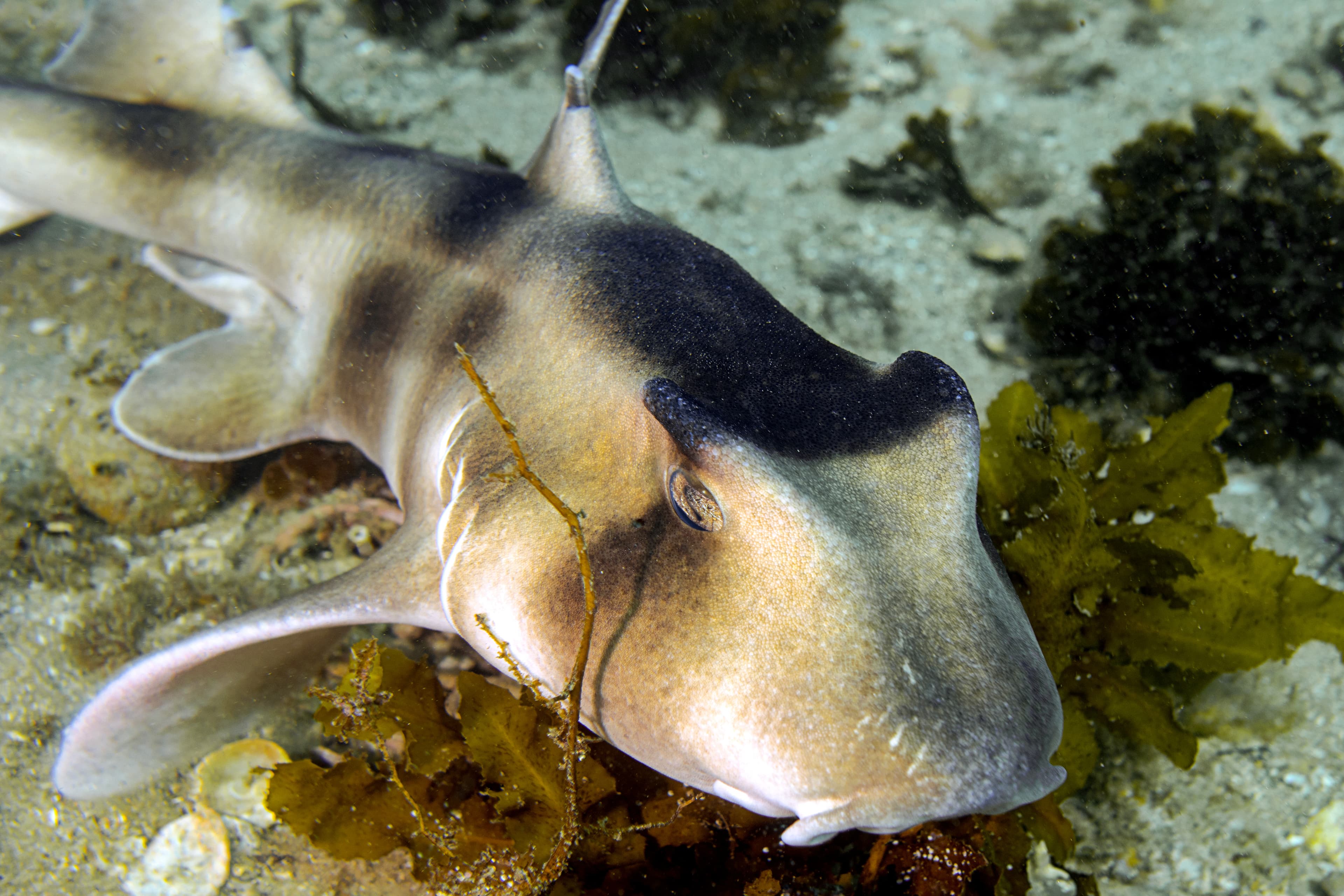 Port Jackson Shark (Heterodontus portusjacksoni) close up