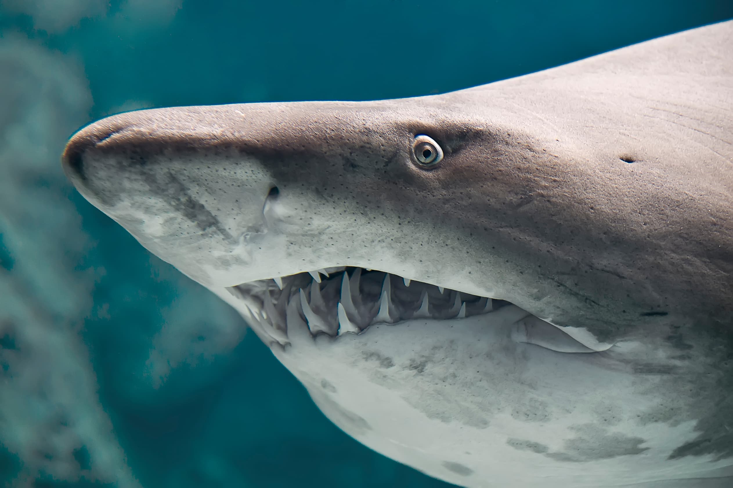 Sand Tiger Shark (Carcharias taurus) close up