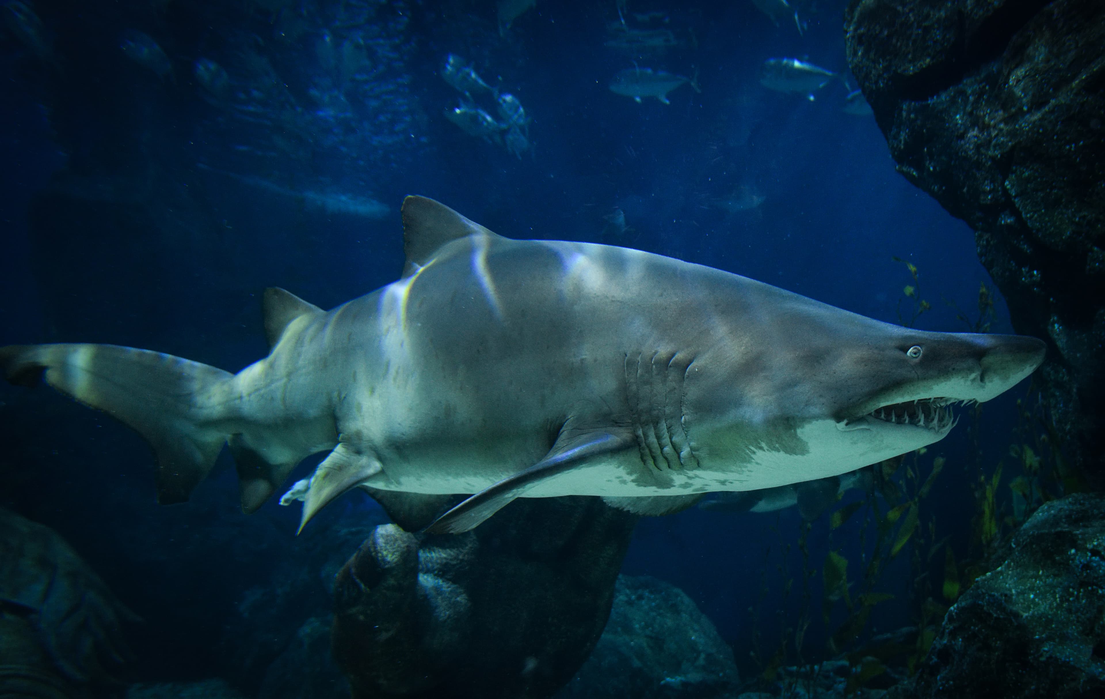 Very large Ragged Tooth Shark or Sand Tiger Shark