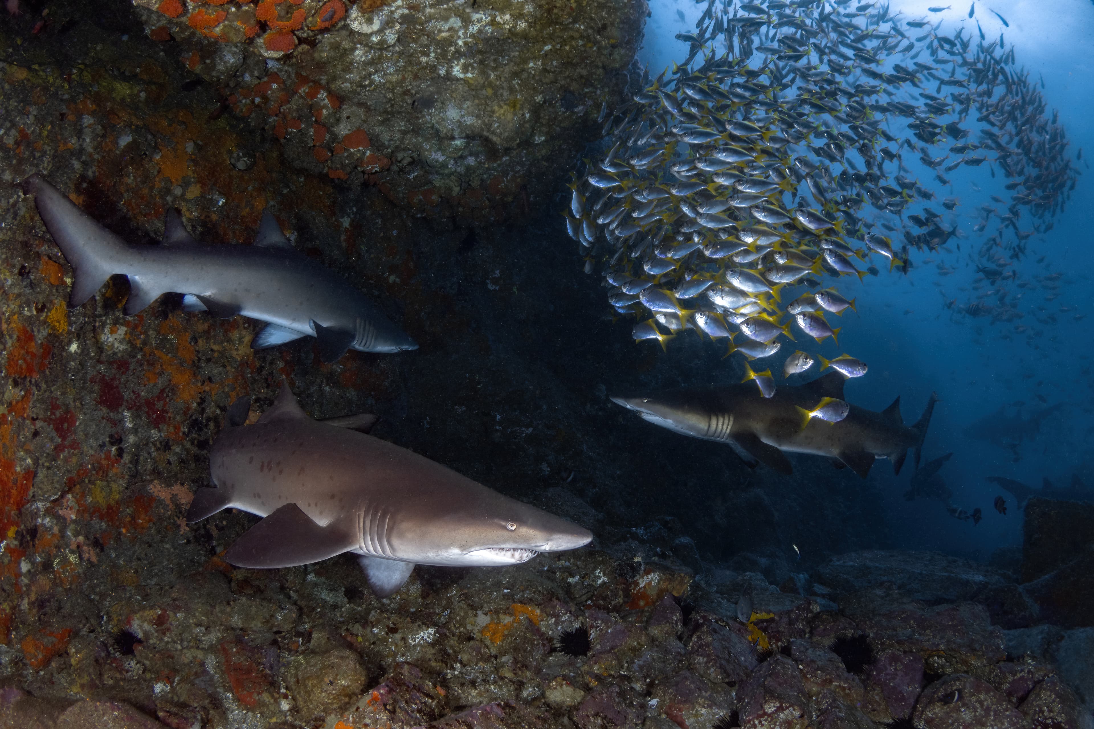 Sand Tiger Sharks (Carcharias taurus) at the entrance of an underwater cave