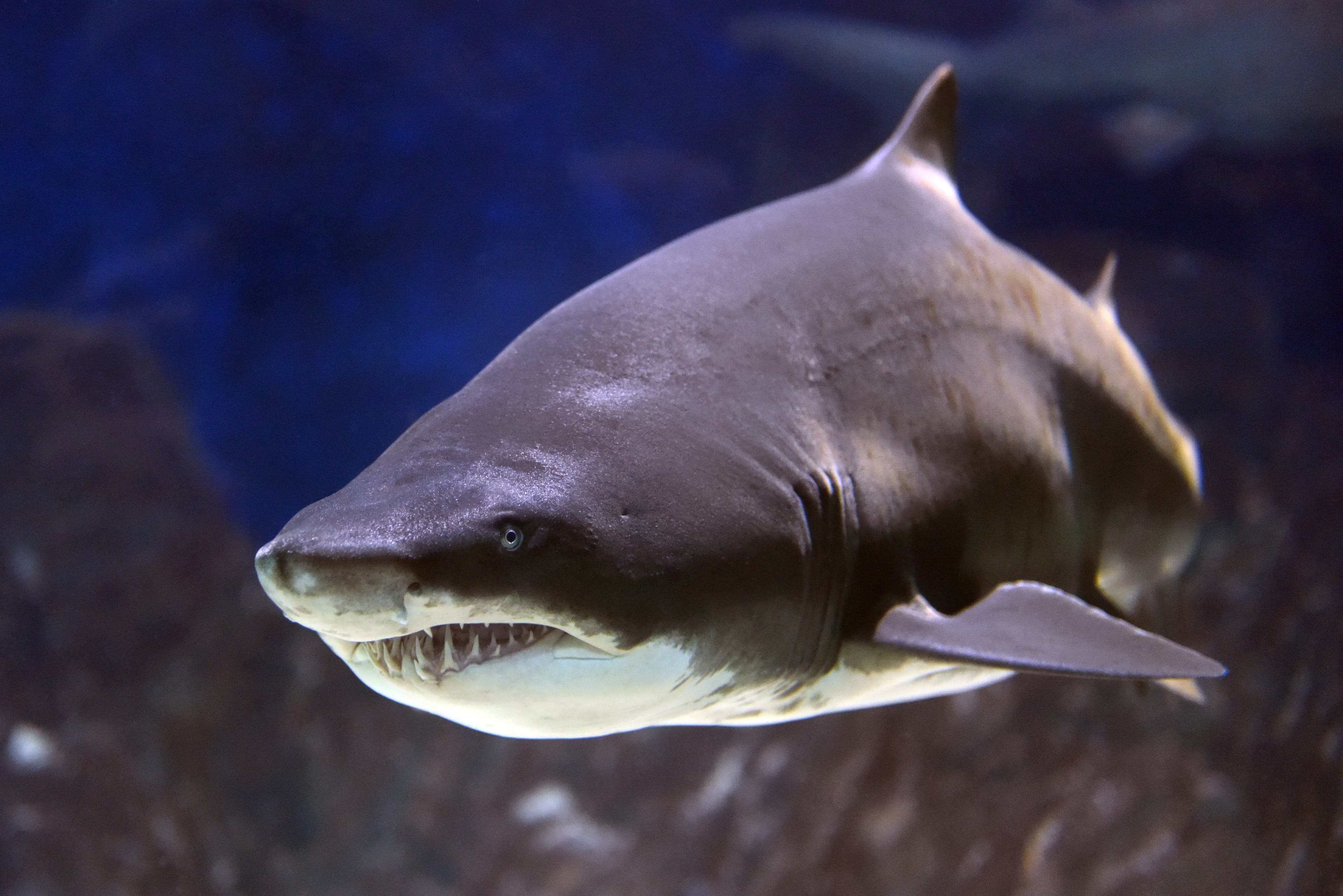 Sand Tiger Shark in a huge aquarium