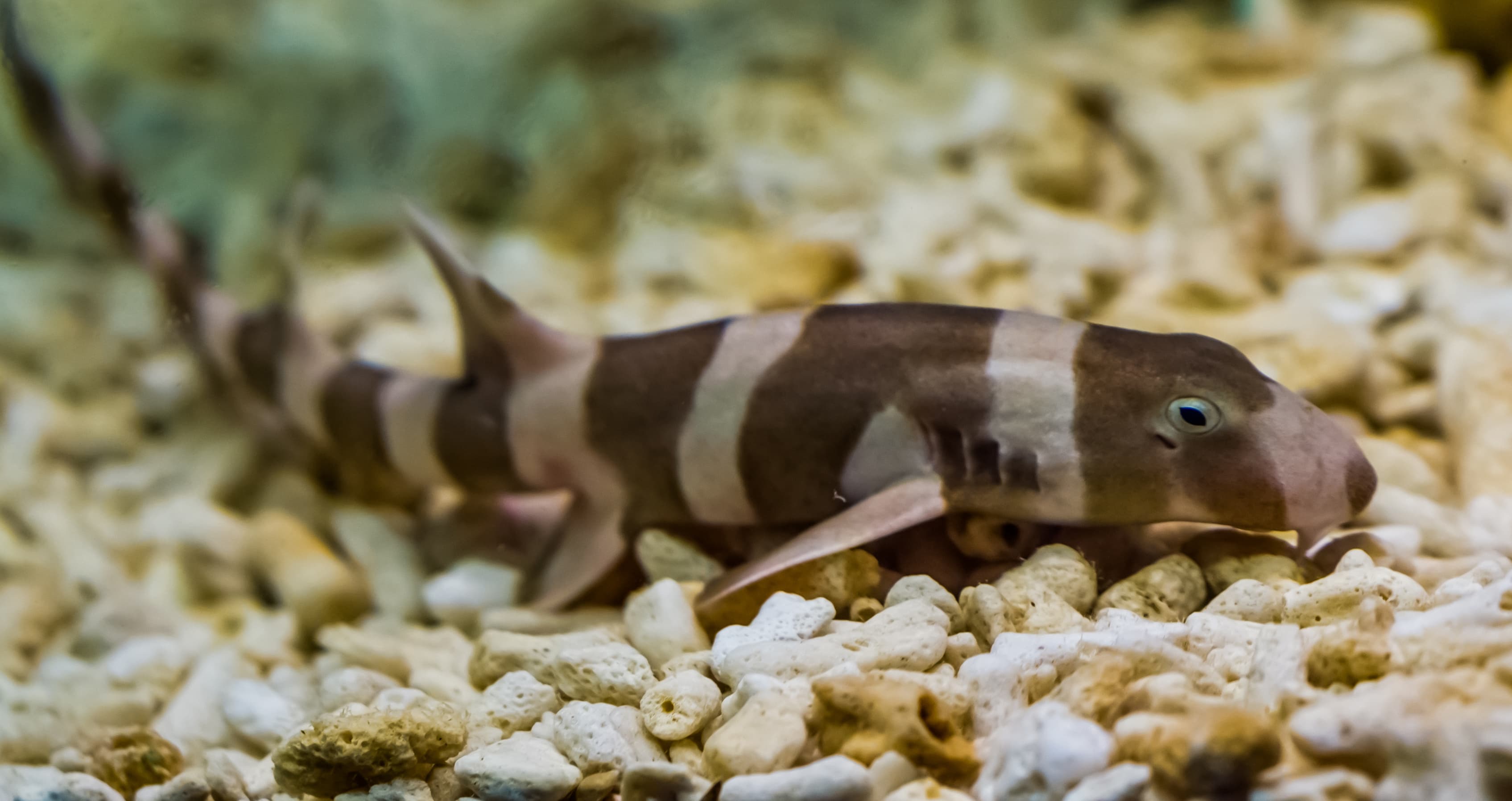 Juvenile Brownbanded Bamboo Shark