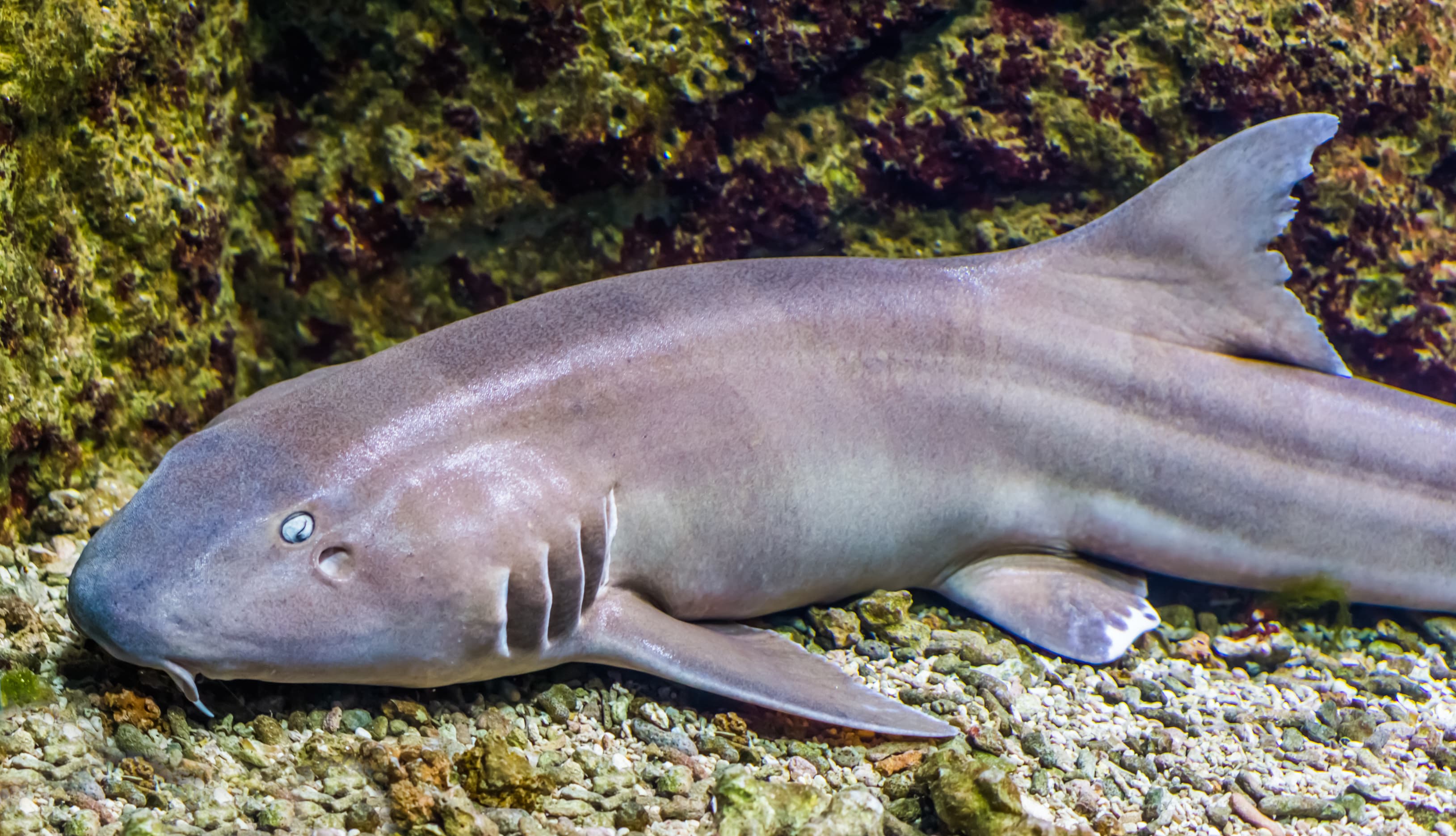 Brownbanded Bamboo Shark (Chiloscyllium punctatum), Indo-Pacific Ocean