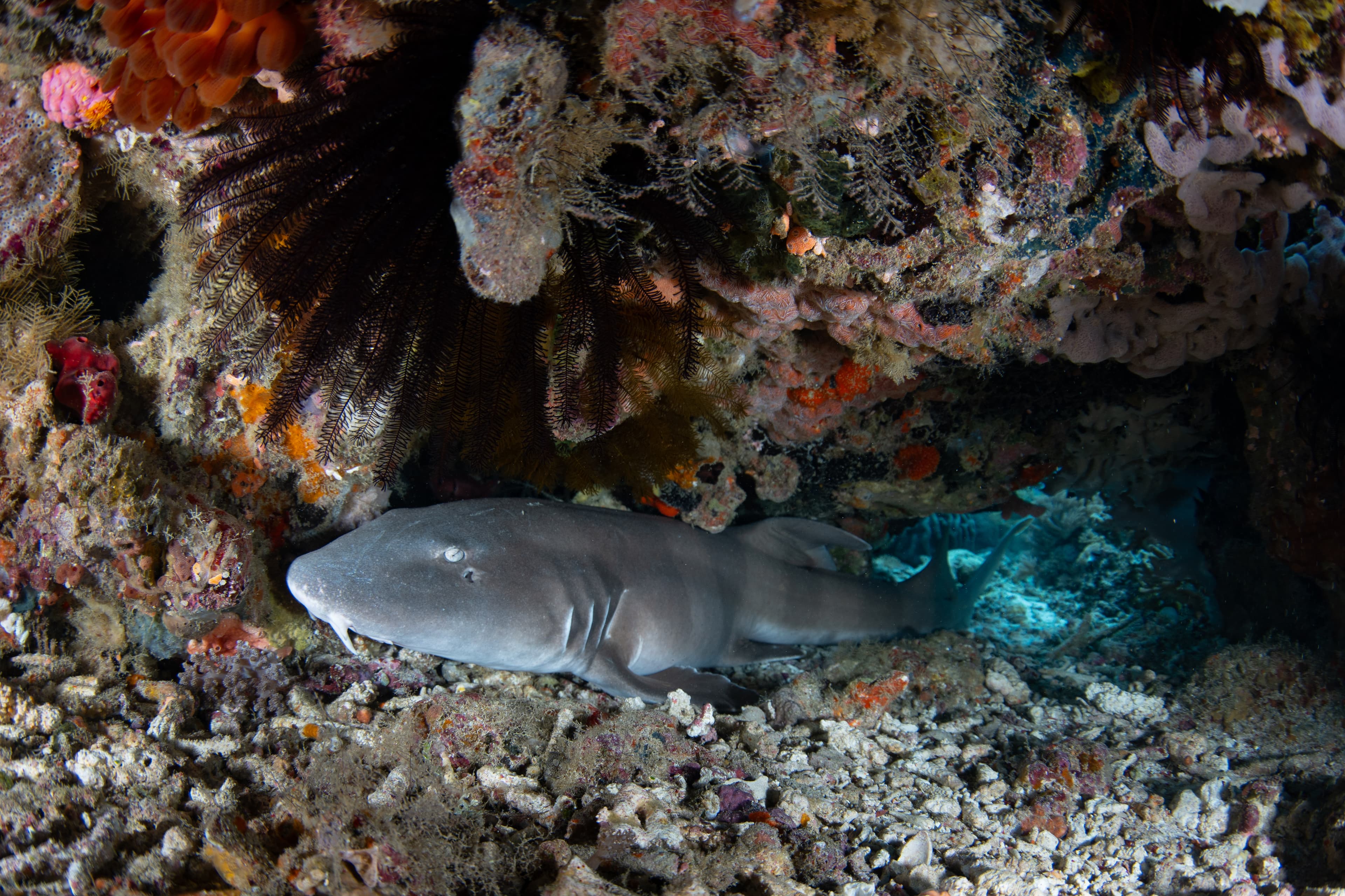 A Brownbanded Bamboo Shark (Chiloscyllium punctatum) rests on a coral reef in Komodo National Park, Indonesia