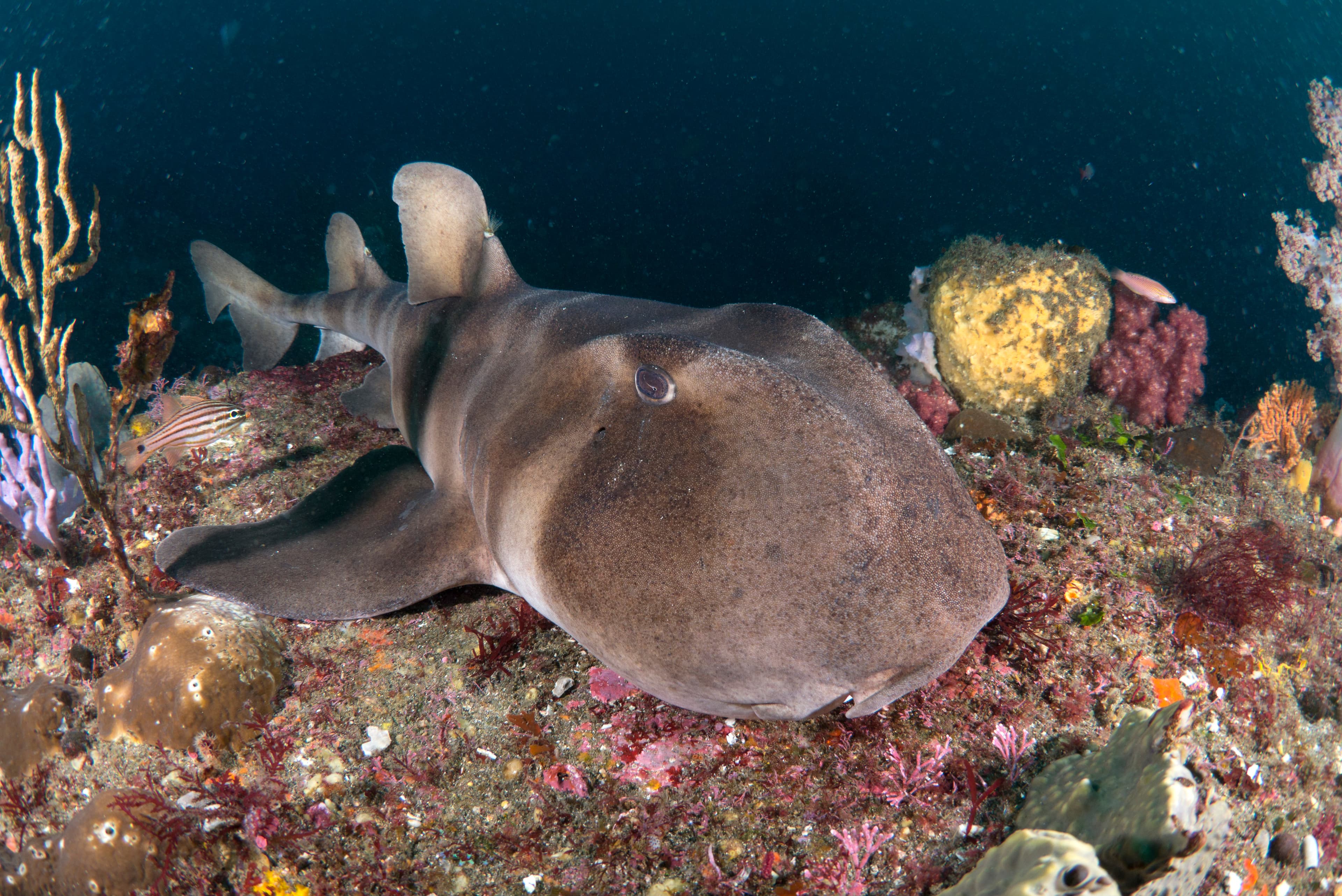 Japanese Bullhead Shark