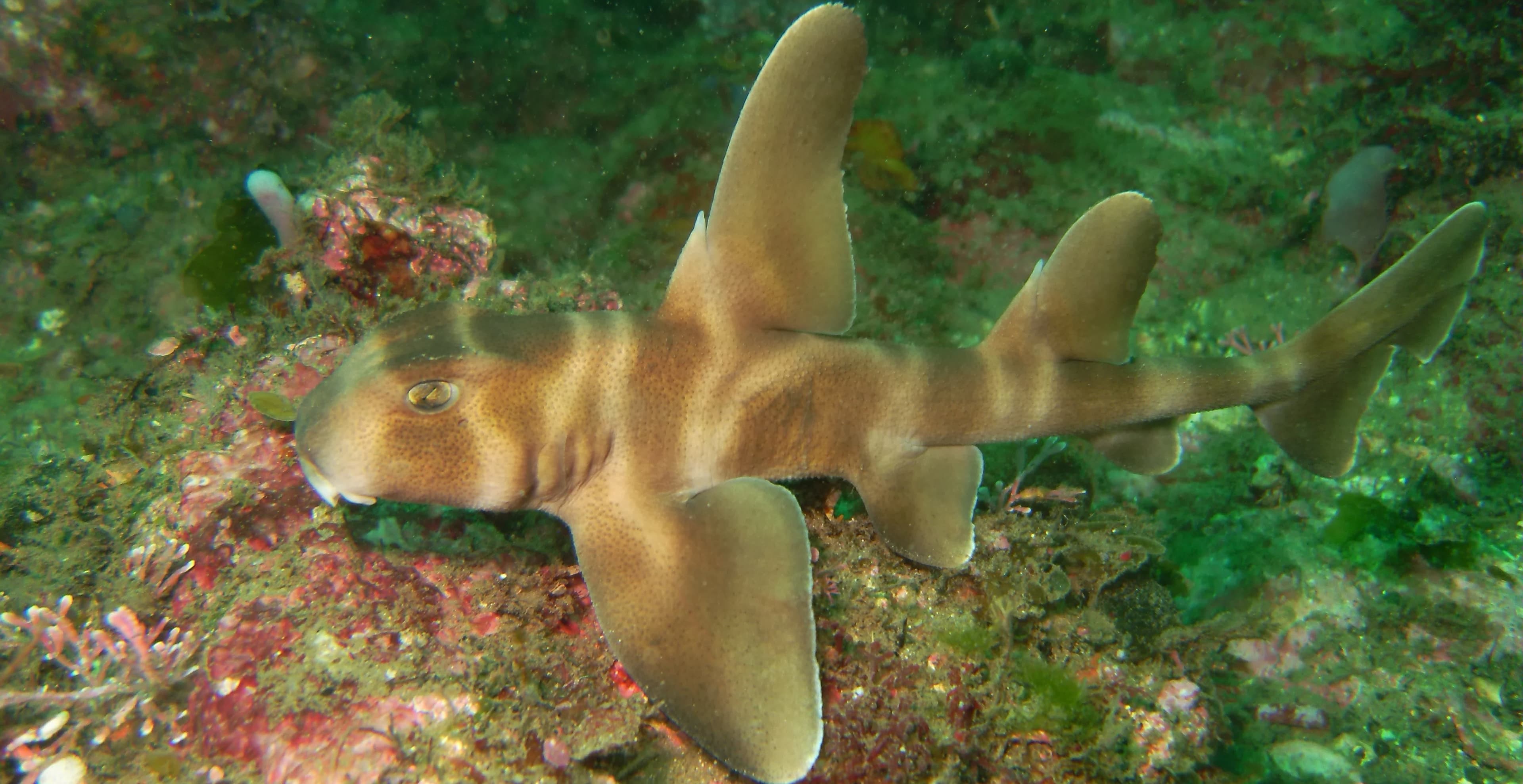 Japanese Bullhead Shark, Sea of Izu