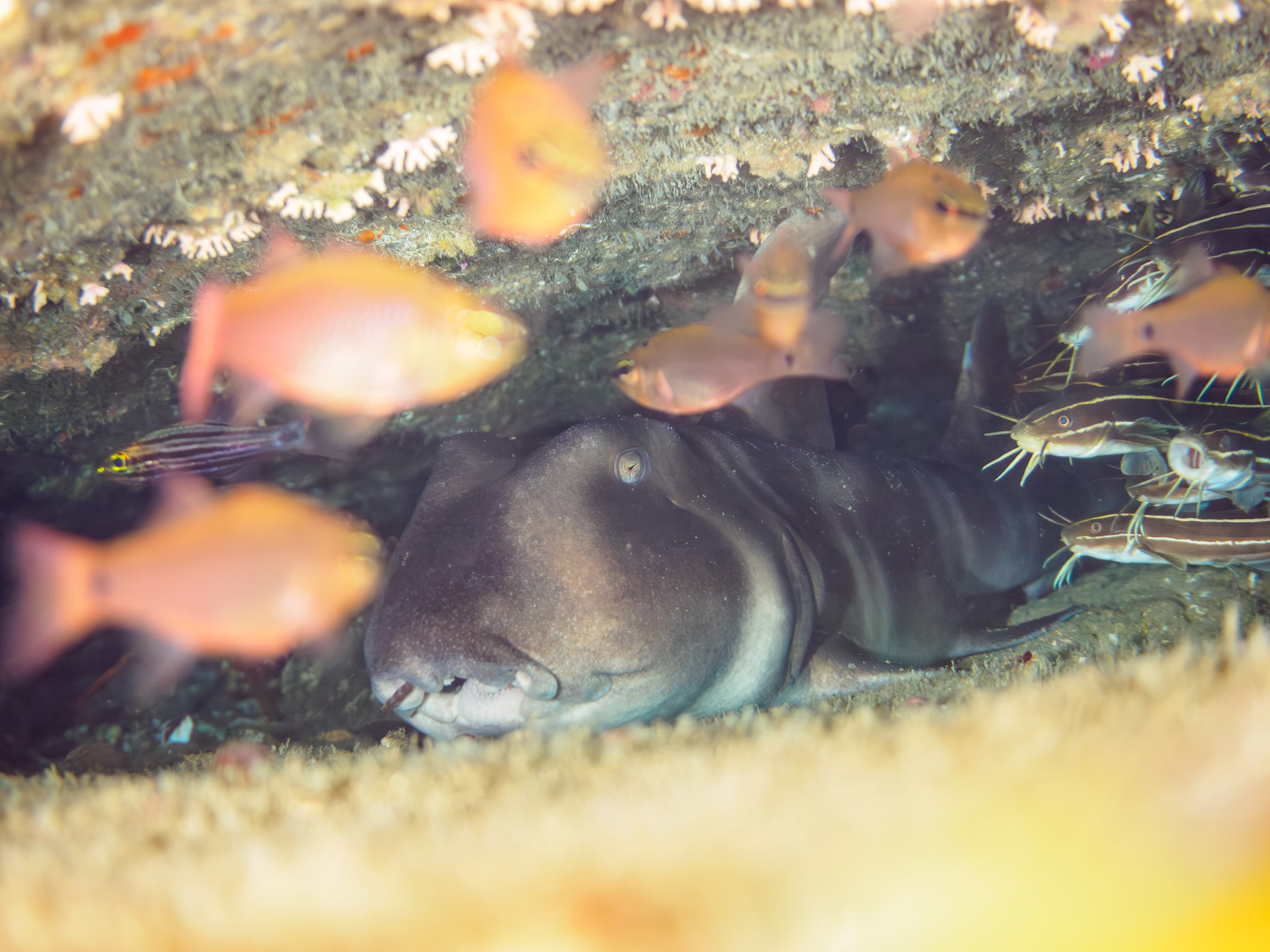 A large, beautiful group of Japanese Bullhead Sharks (Heterodontus japonicus) resting in a cave, together with a massive school of Blackspot Cardinalfish and a ball of Striped Eel Catfish