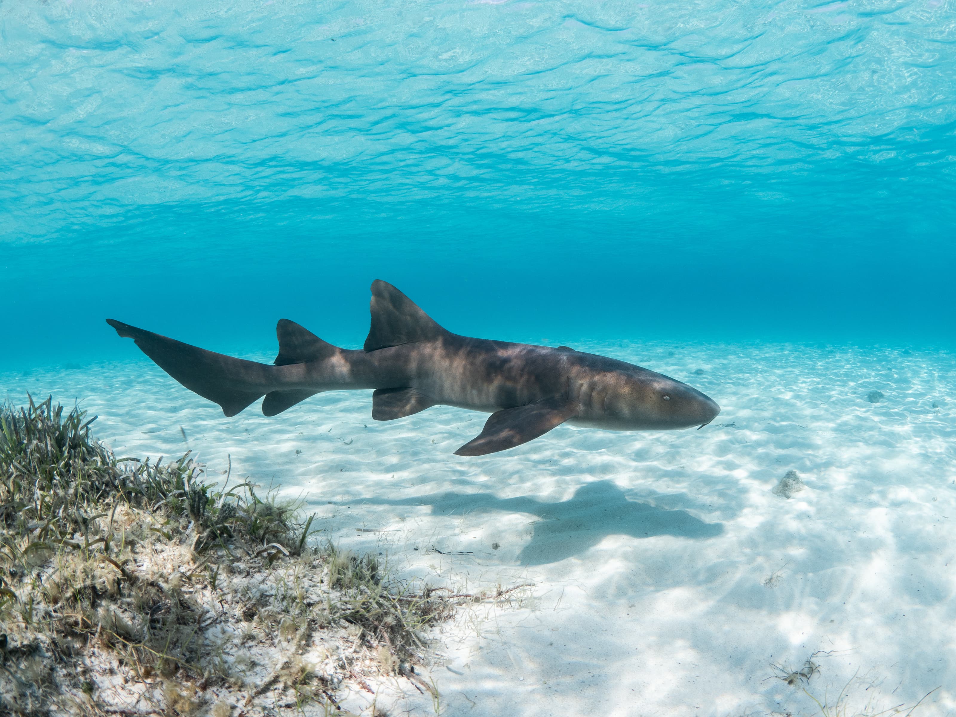 Nurse Shark swimming over the sand, Bahamas