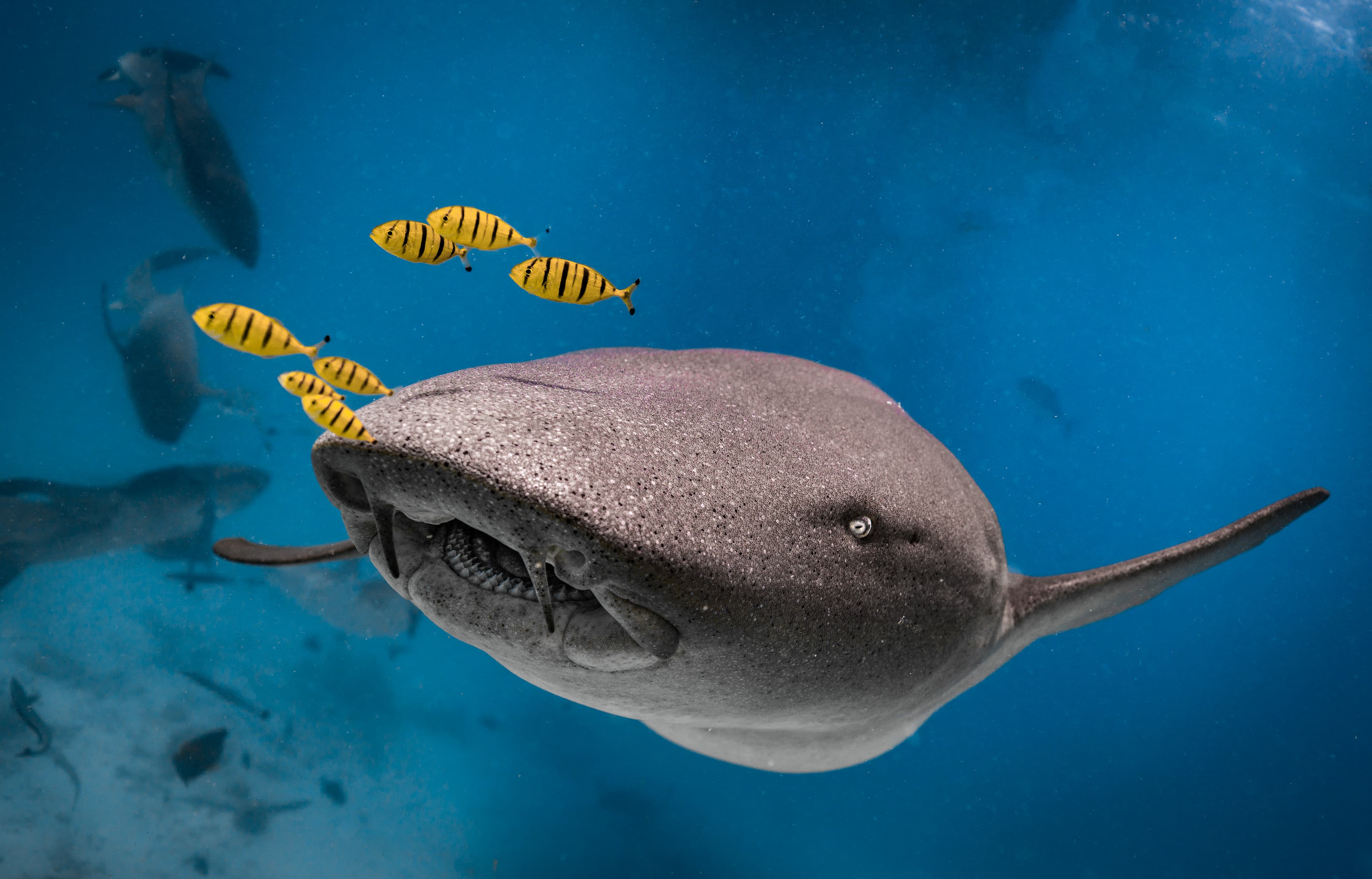 Nurse Shark close up