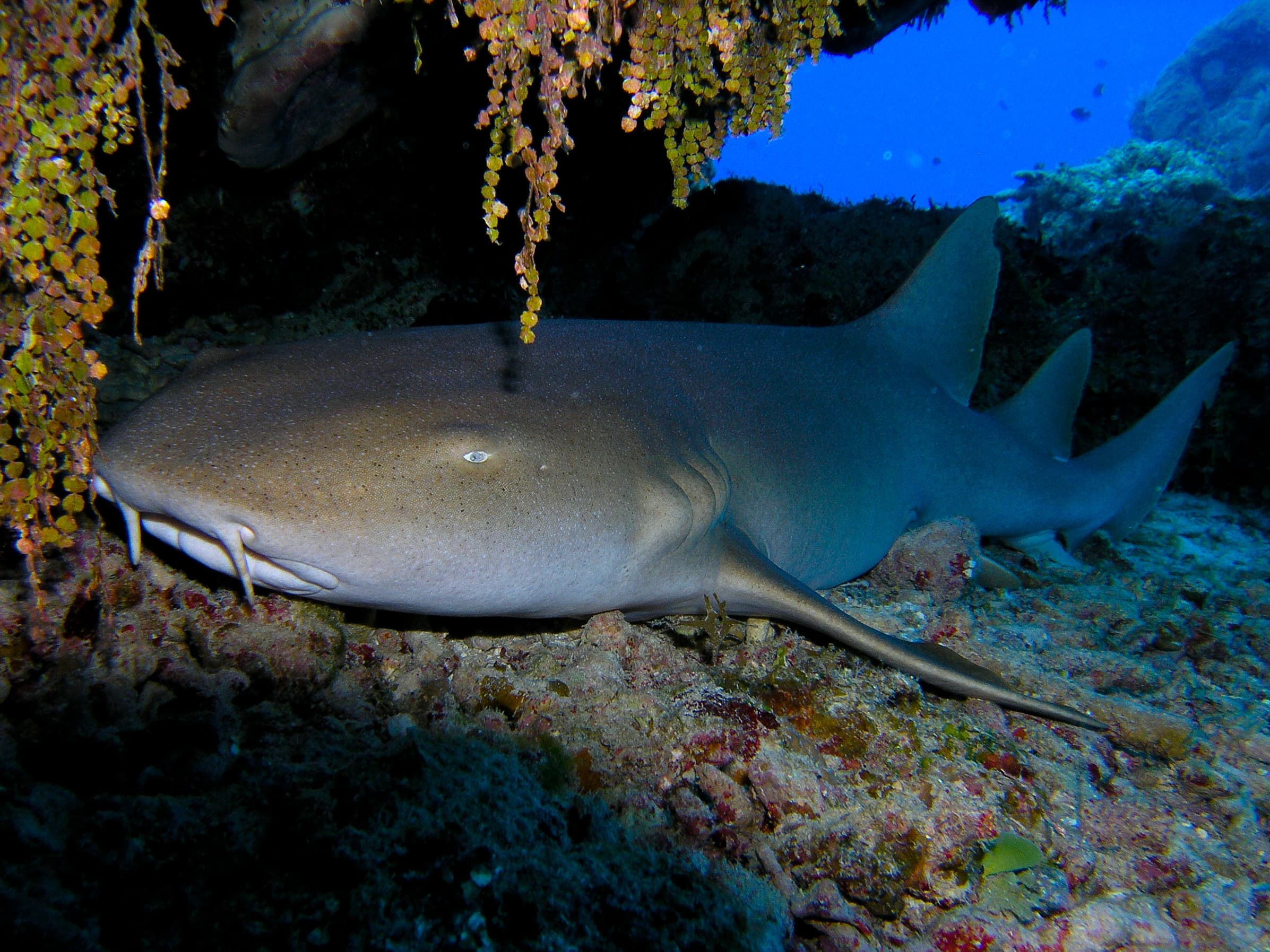 Nurse Shark, Cozumel