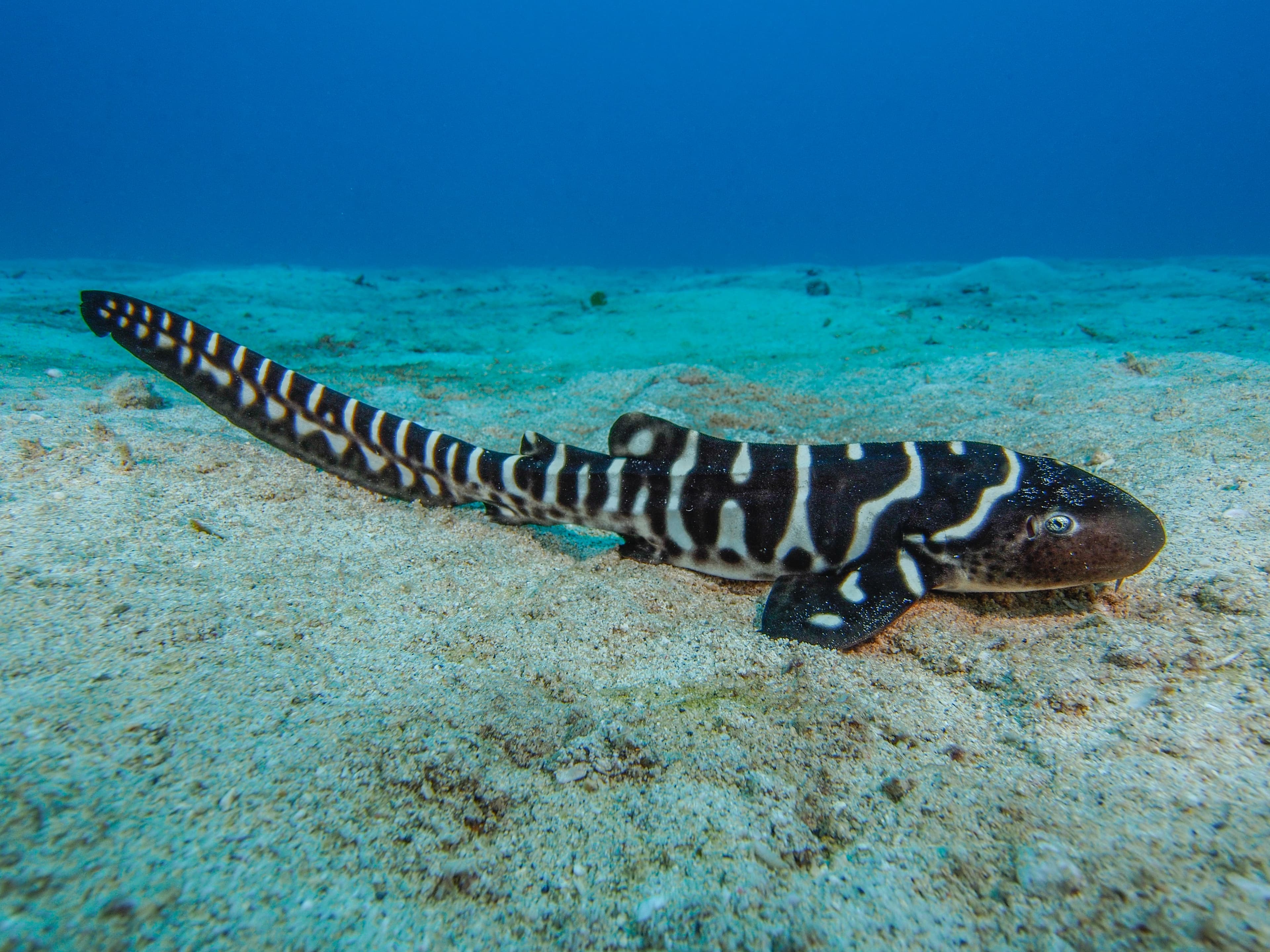 Zebra Shark juvenile, showing its zebra-like stripes