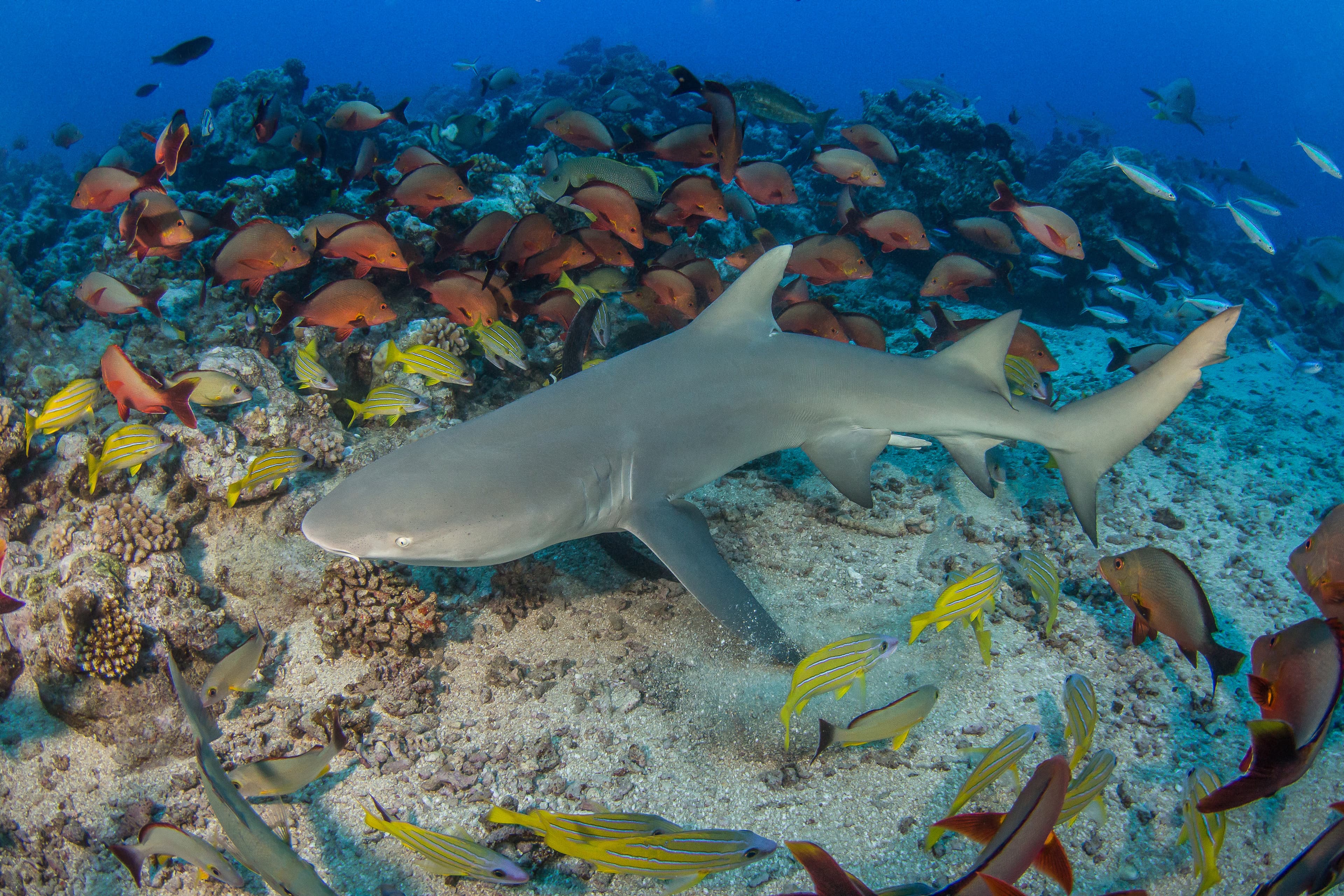 Lemon Shark