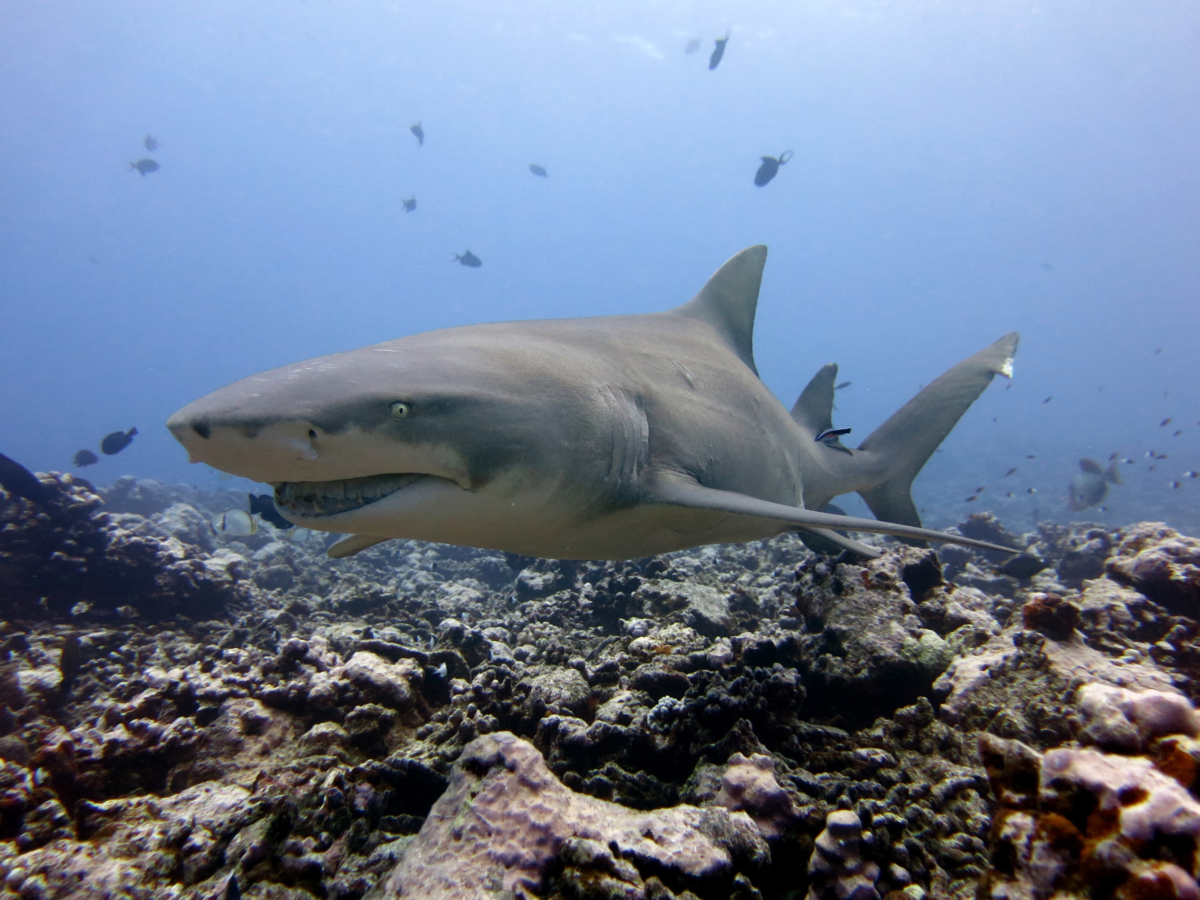 Lemon Shark (Negaprion brevirostris), scuba diving Tahiti