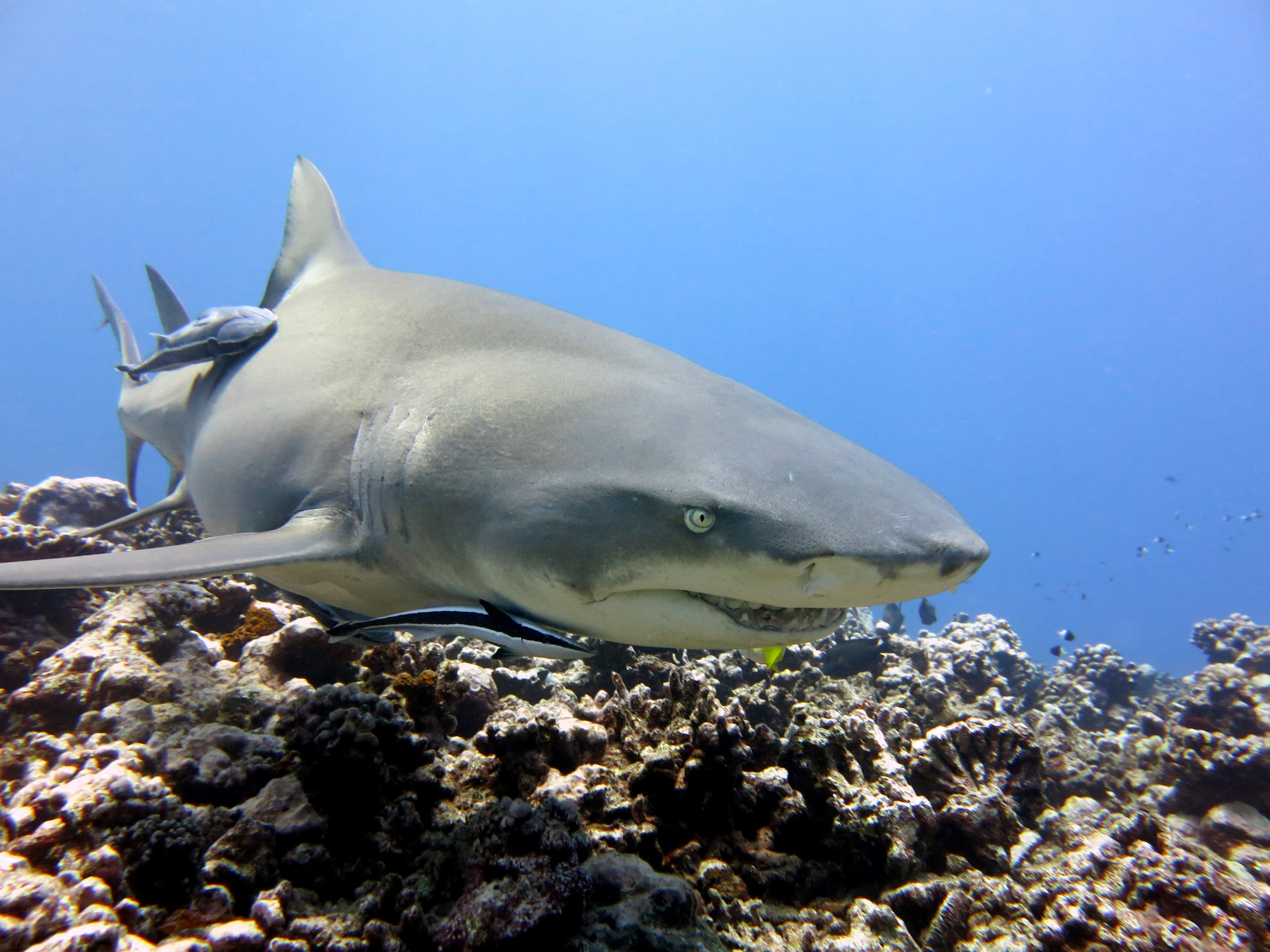 Lemon Shark (Negaprion brevirostris), scuba diving Tahiti