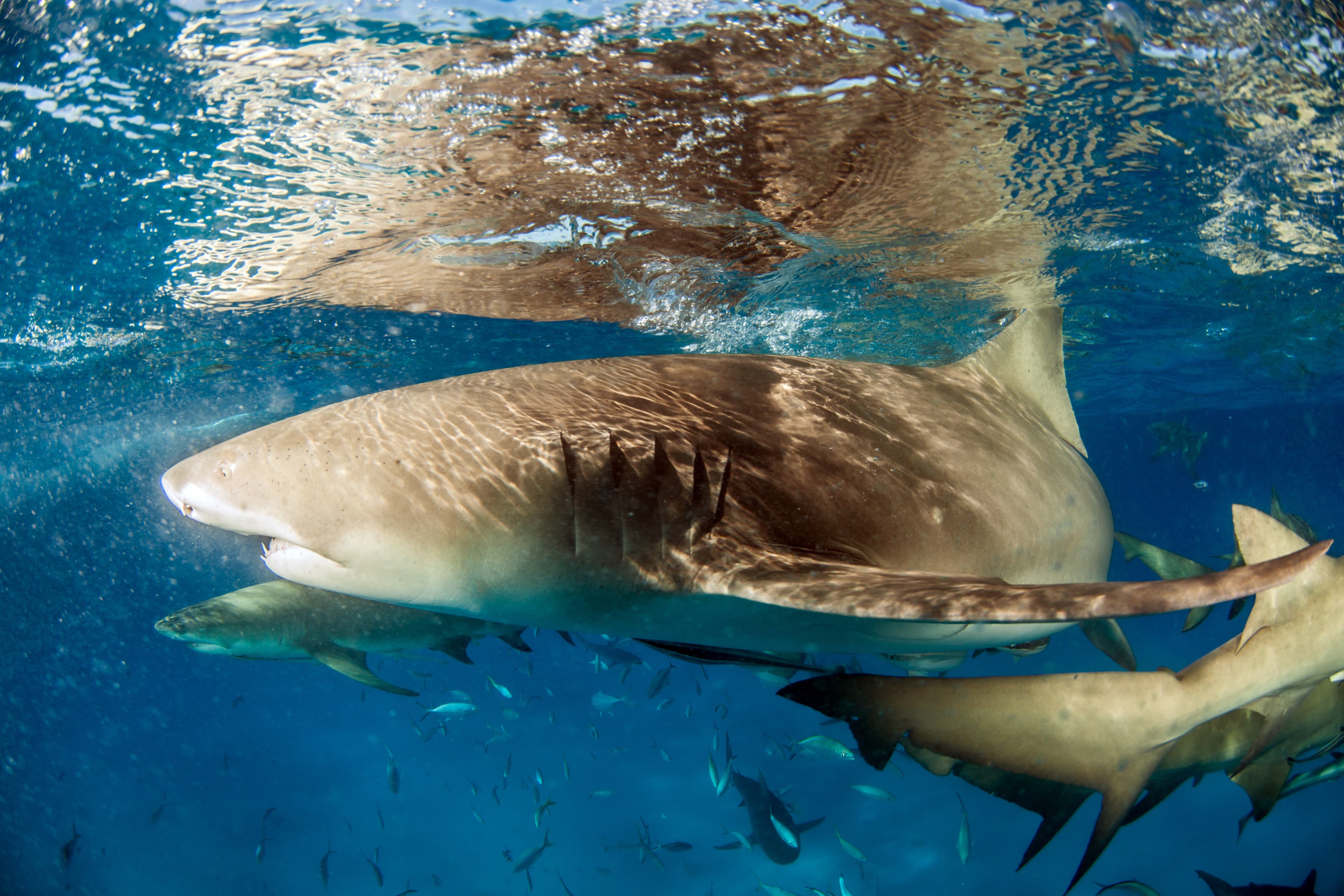 Lemon Shark at the Bahamas