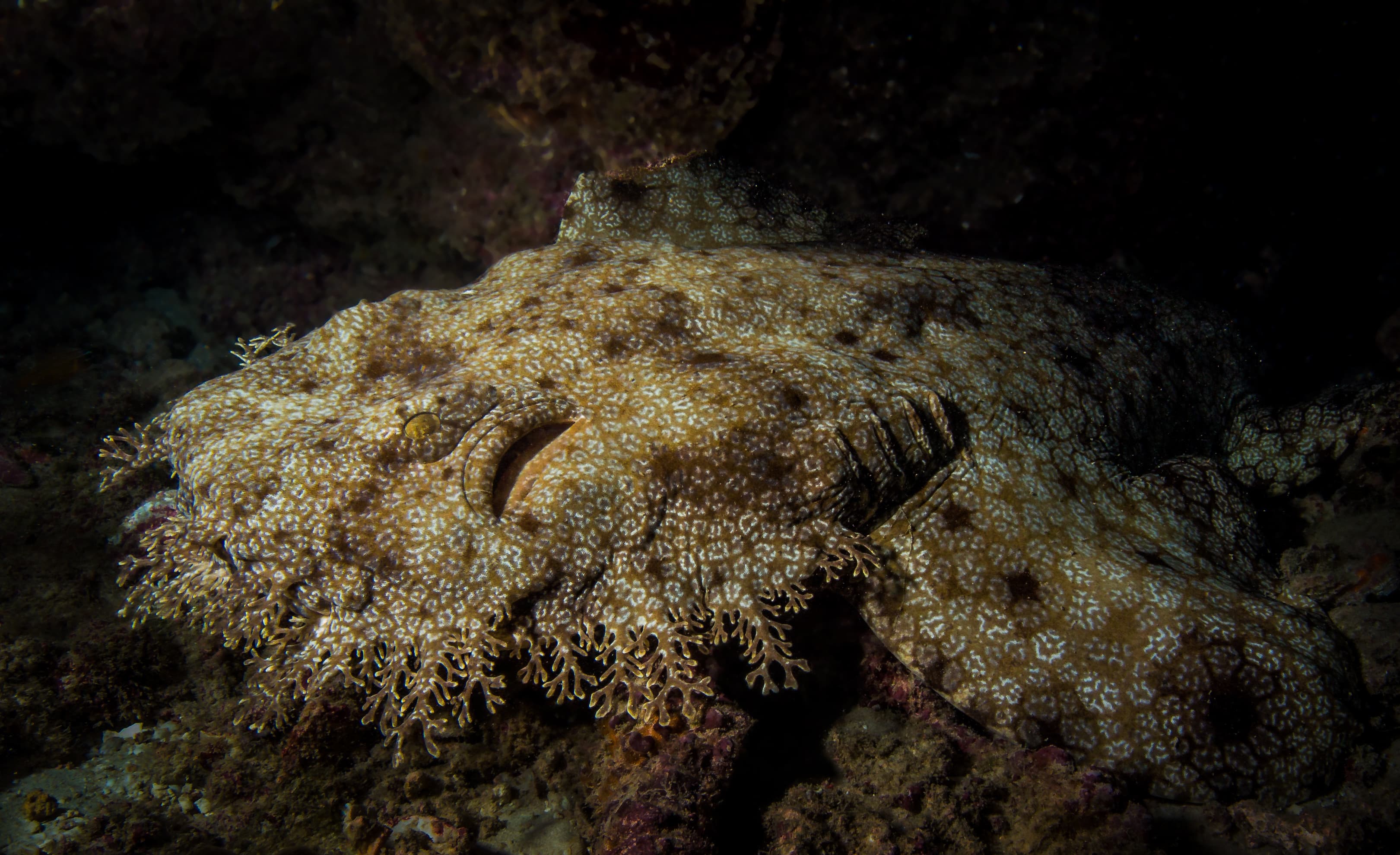 This wonderful Spotted Wobbegong was sleeping inside a rock