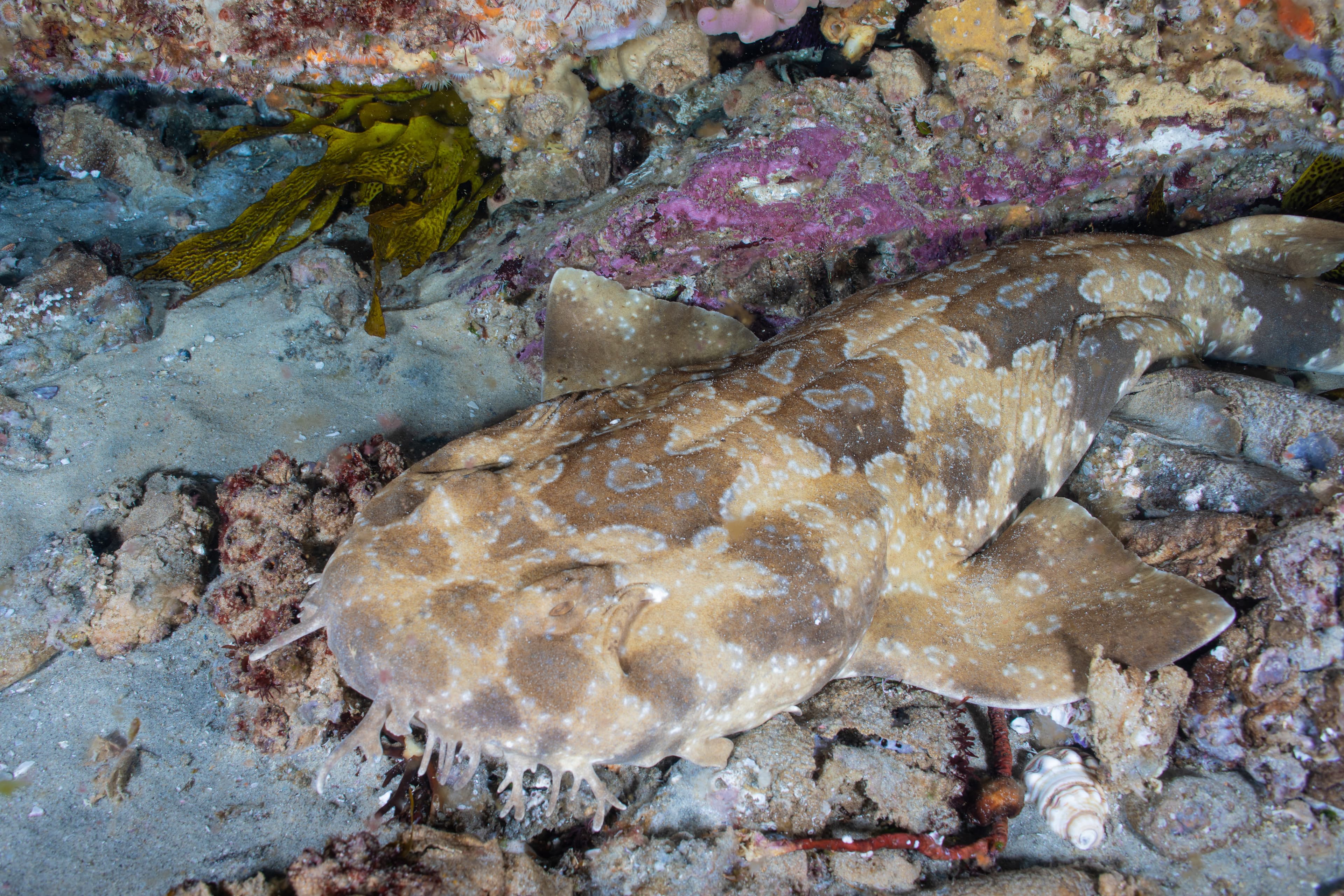 A Spotted Wobbegong is sleeping under a rock