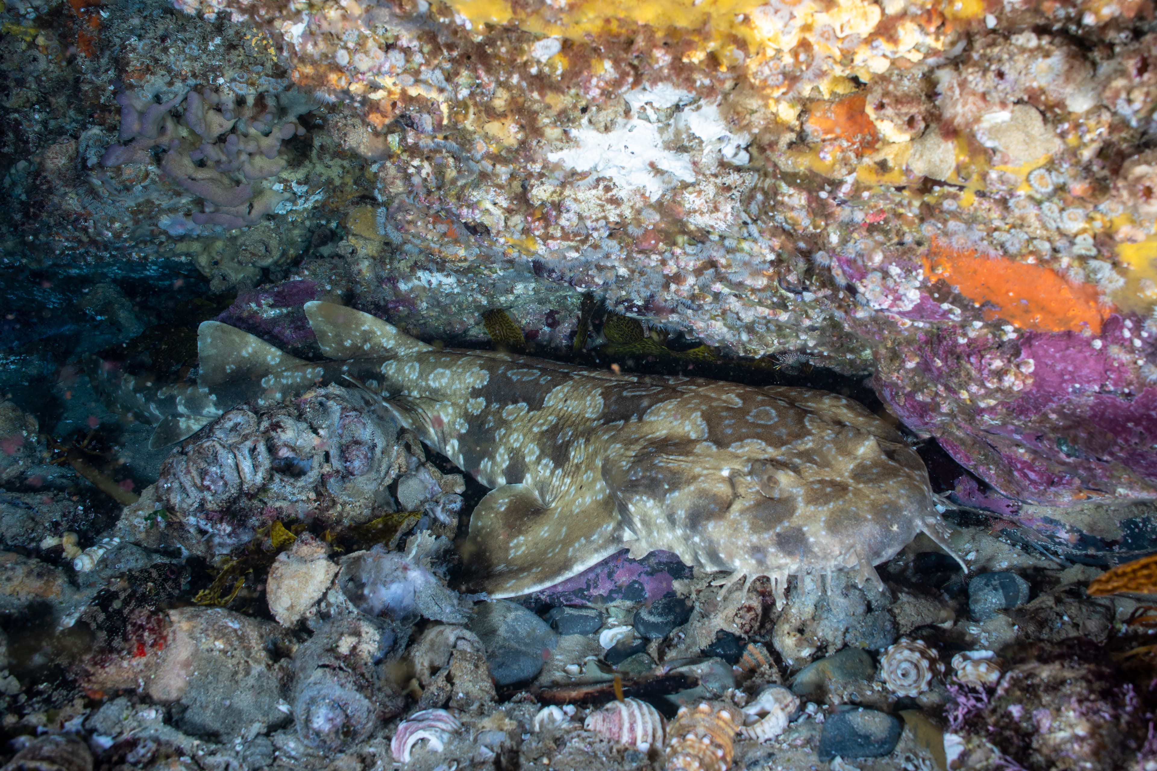 A Spotted Wobbegong is sleeping under a rock