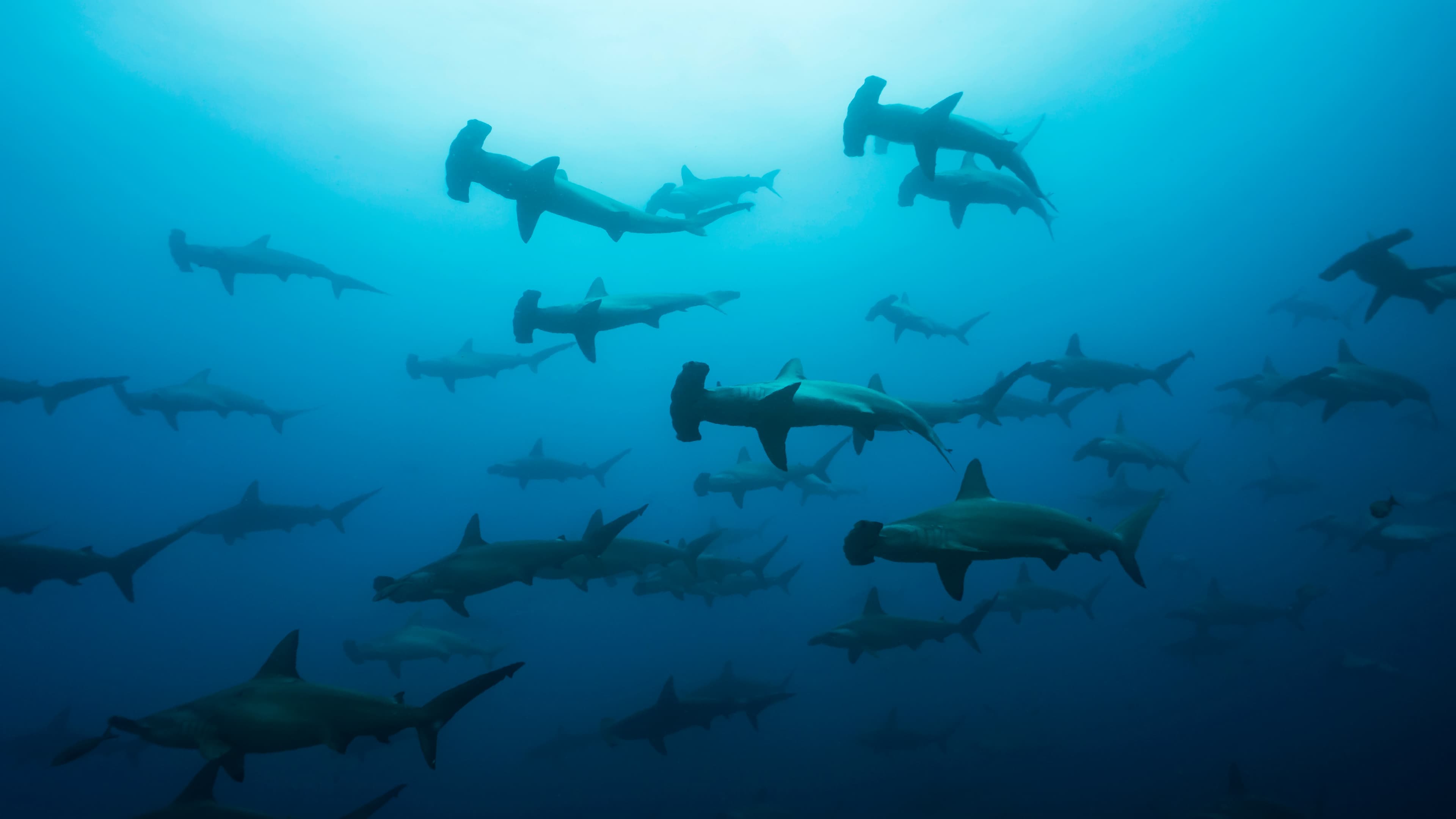 Very large school of Scalloped Hammerhead (Sphyrna lewinii) sharks in Galapagos, world heritage site of Ecuadorian Pacific