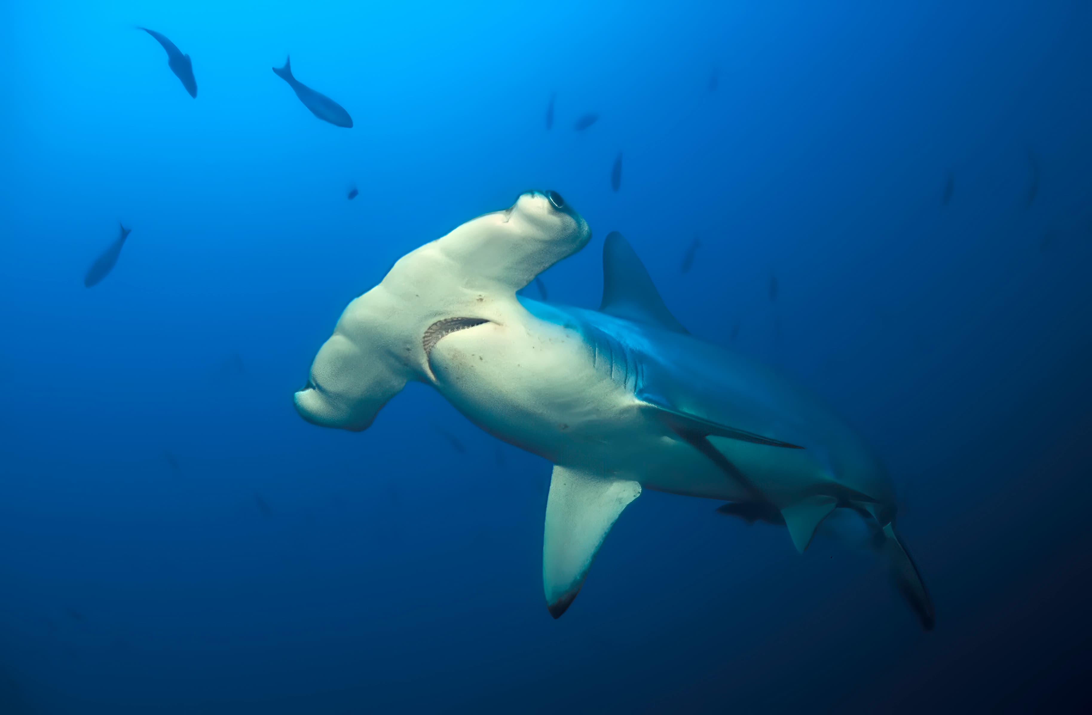 Scalloped Hammerhead (Sphyrna lewinii) portrait