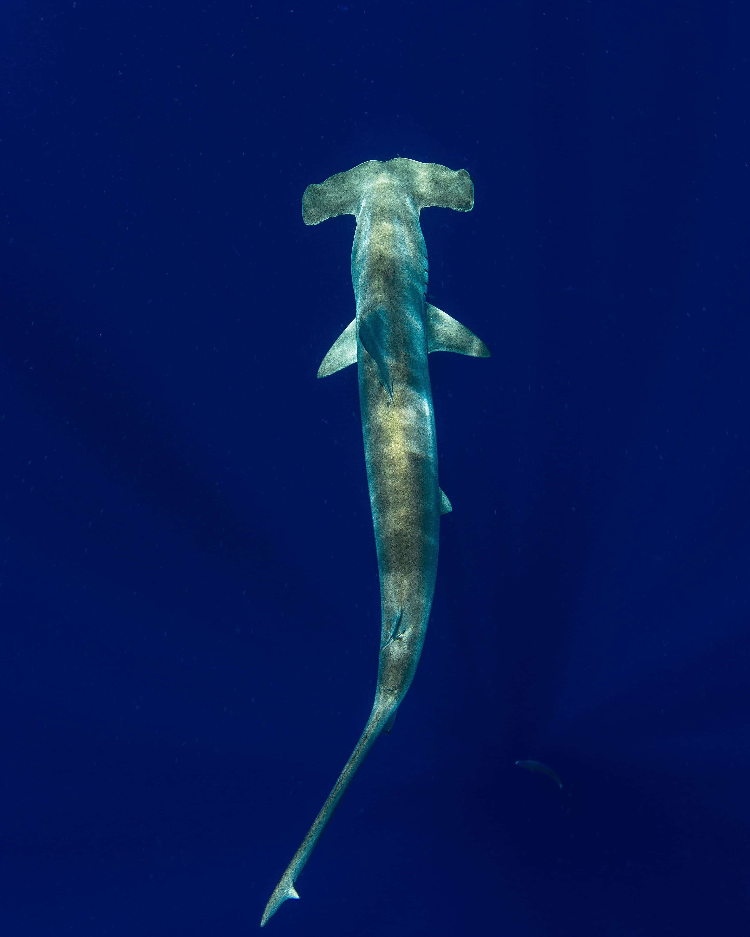 Scalloped Hammerhead shark in the deep blue ocean