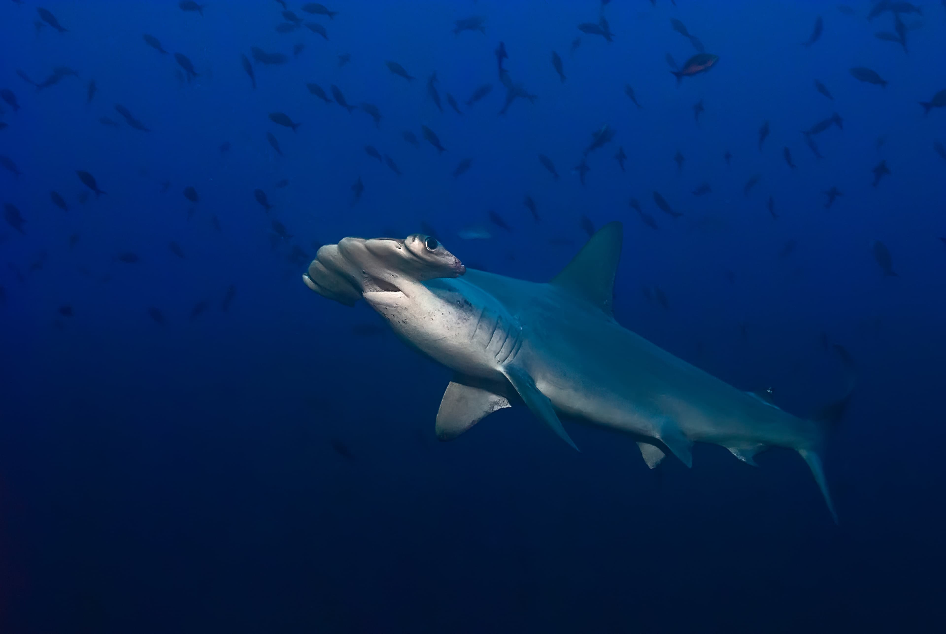 Scalloped Hammerhead (Sphyrna lewinii) glides through the deep blue ocean