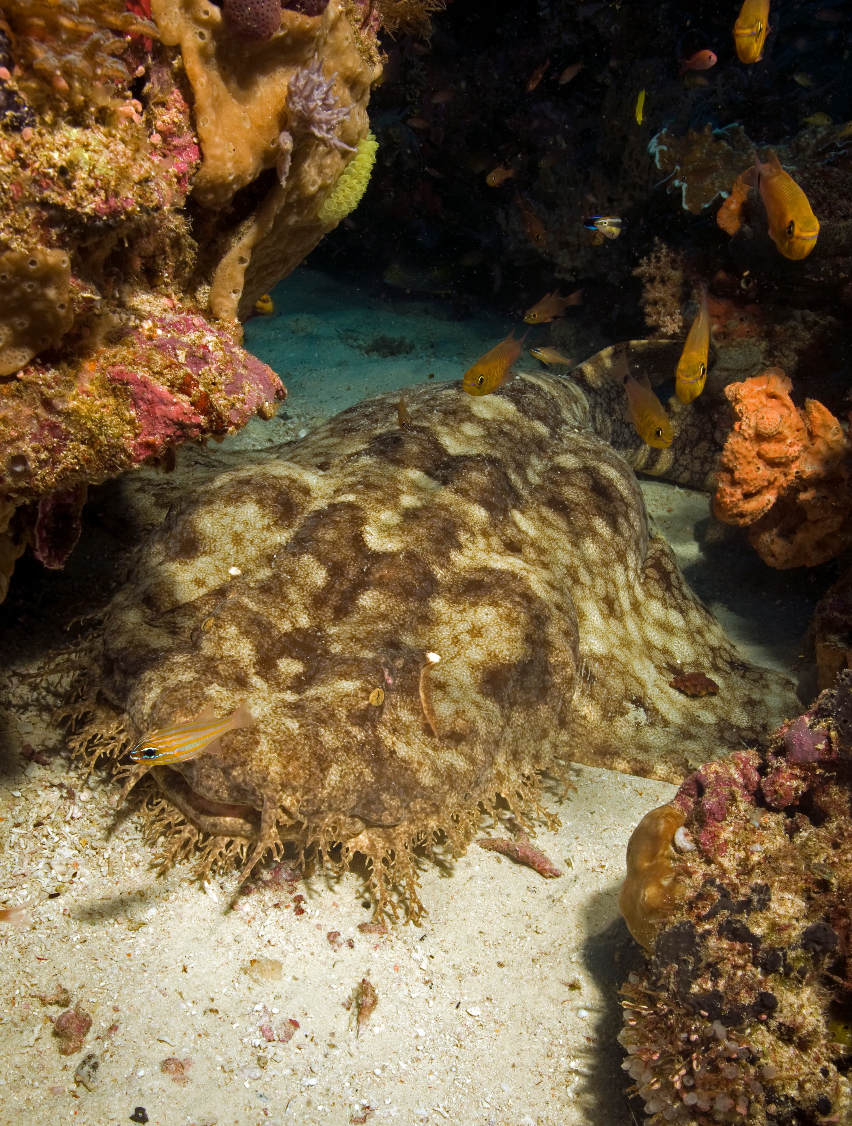 Tasselled Wobbegong (Eucrossorhinus dasypogon), Raja Ampat Indonesia