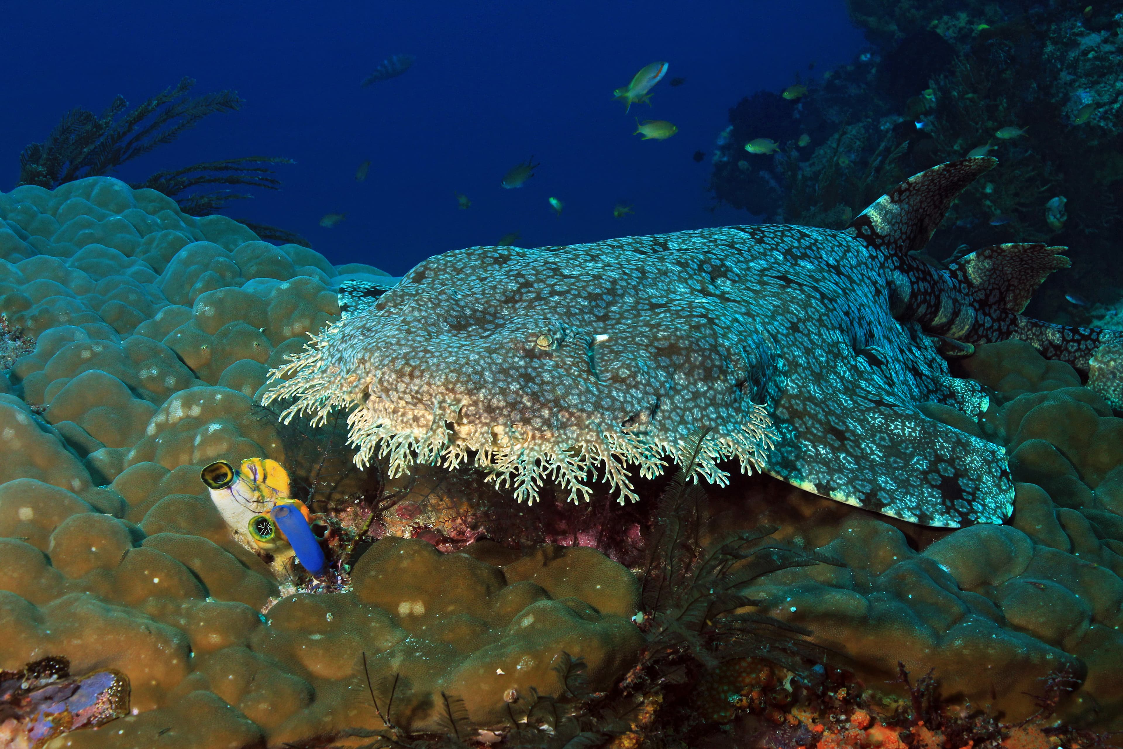 Tasselled Wobbegong (Eucrossorhinus dasypogon), Dampier Strait, Raja Ampat, Indonesia