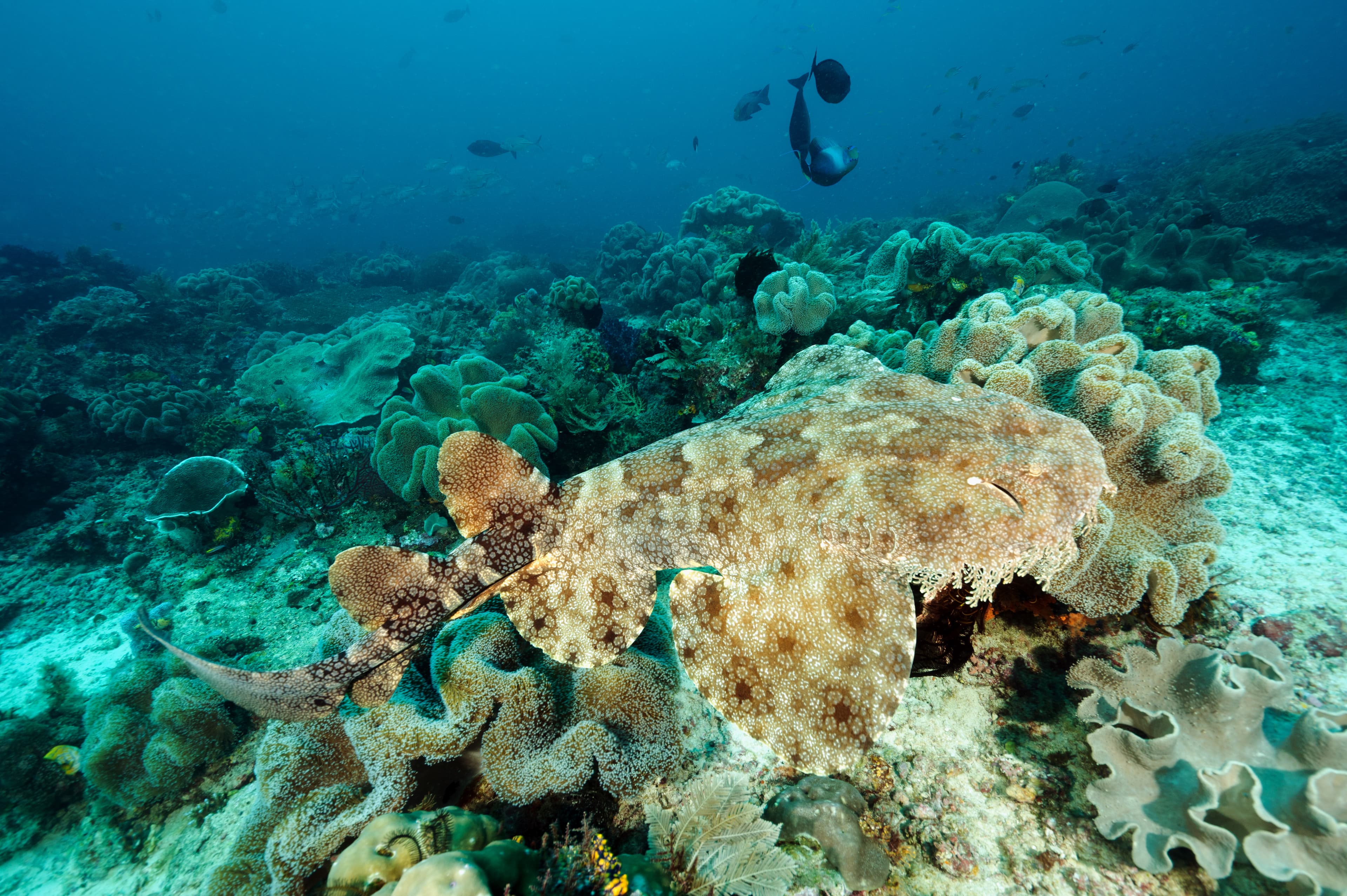 Tasselled Wobbegong (Eucrossorhinus dasypogon), Raja Ampat Indonesia