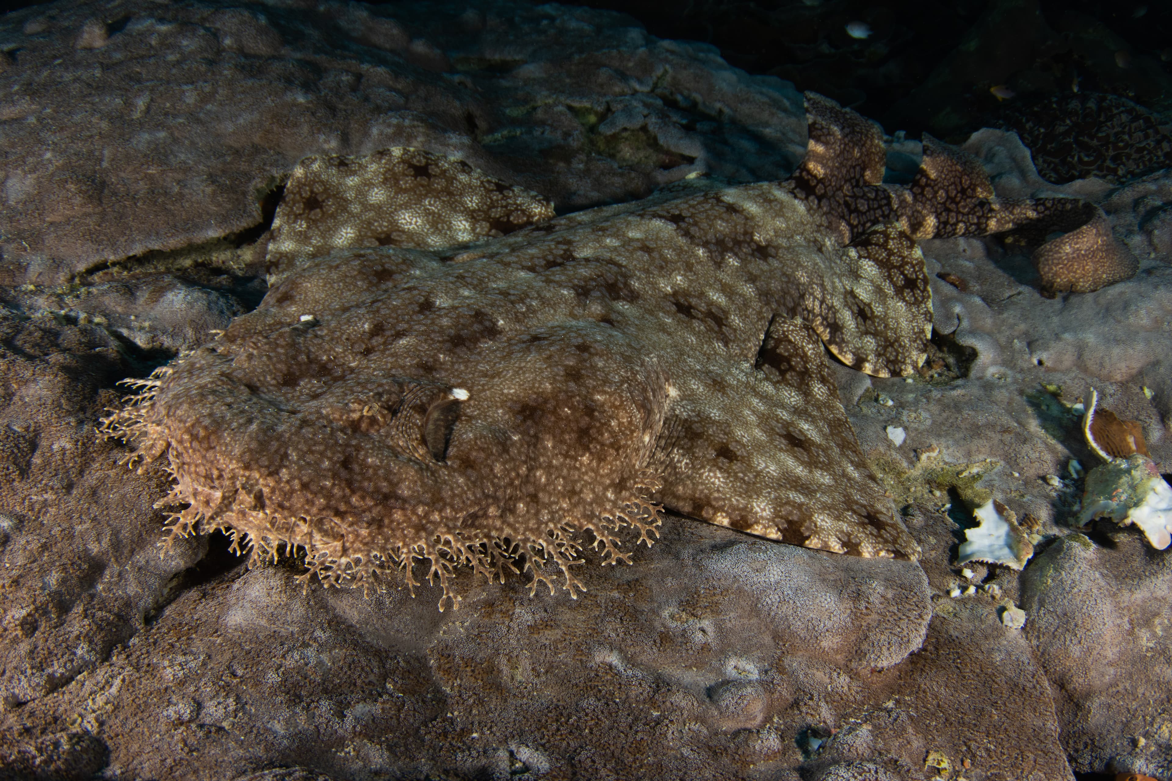 Tasselled Wobbegong in Raja Ampat