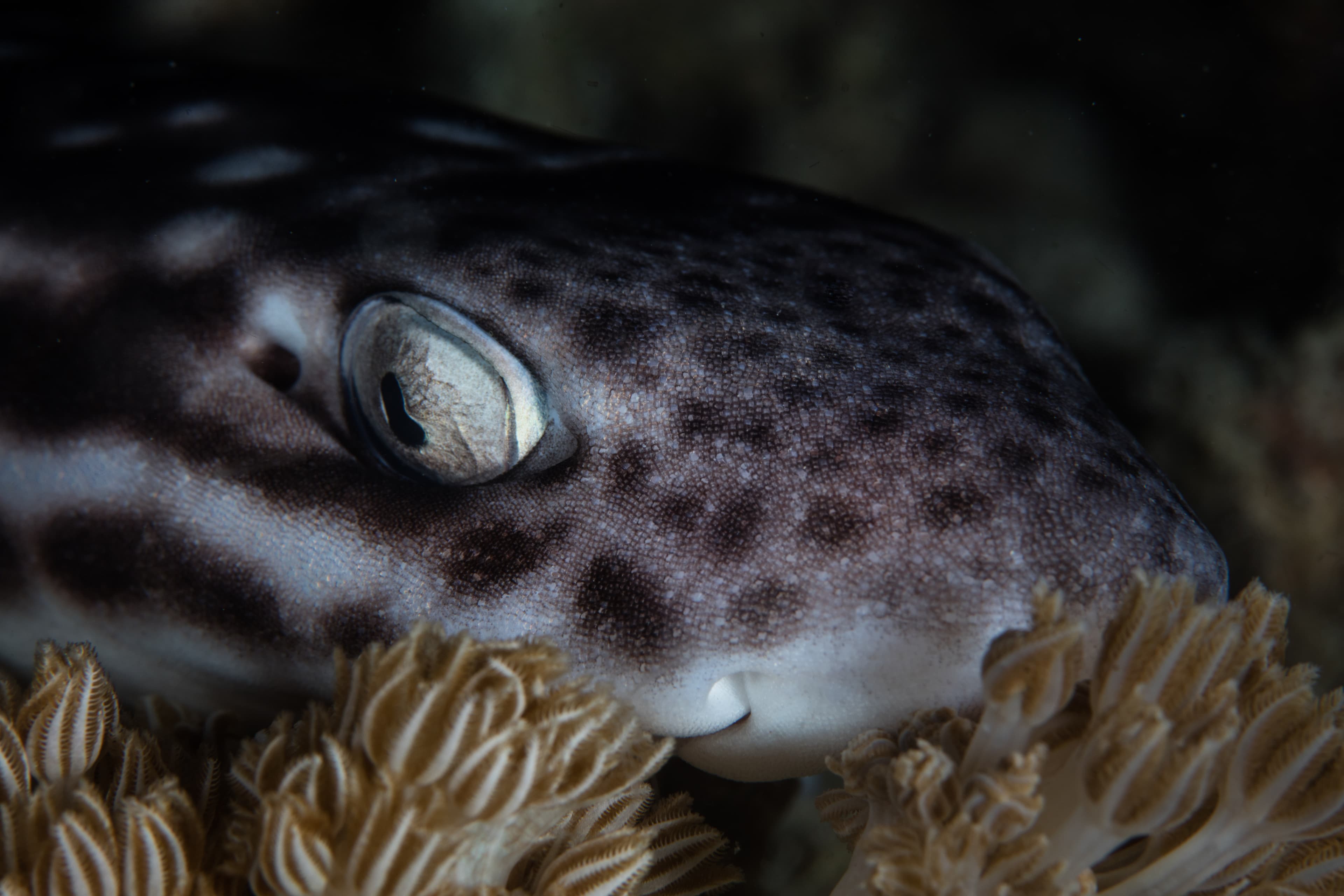 A nocturnal Coral catshark (Atelomycterus marmoratus) lies on coral in Komodo National Park, Indonesia. This region has high marine biodiversity and is a popular destination for scuba divers