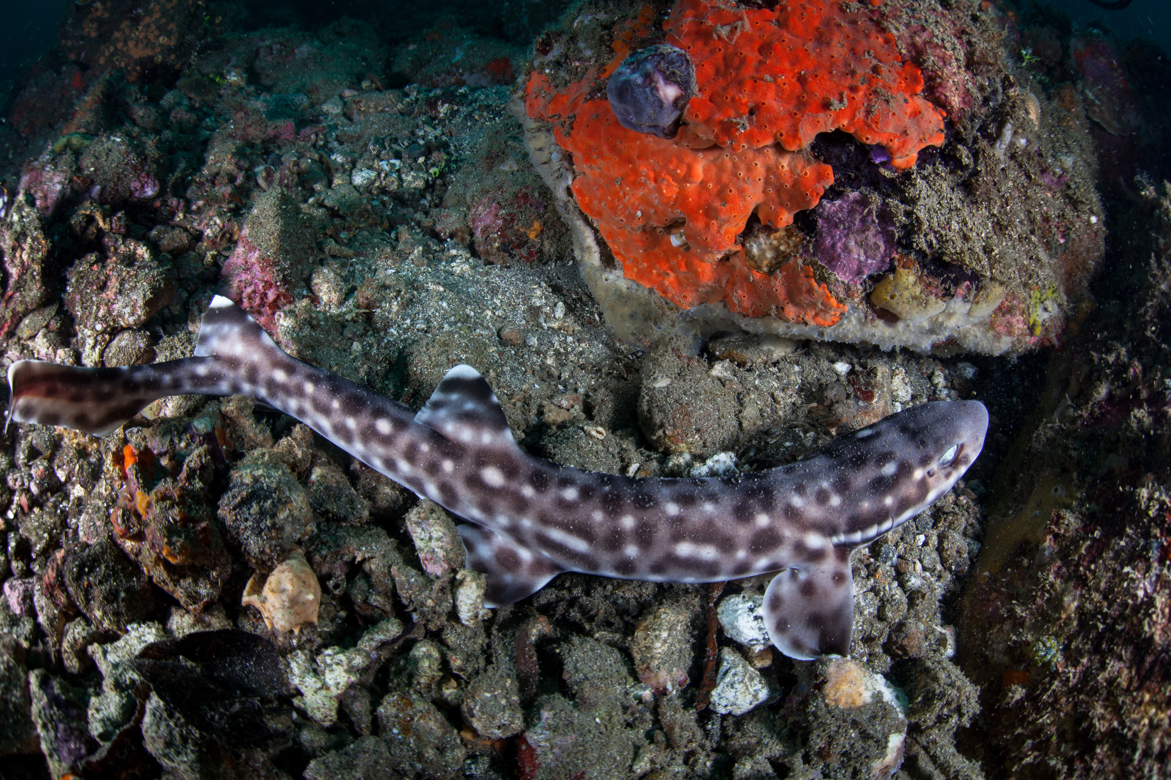 Coral Catshark in Indonesia