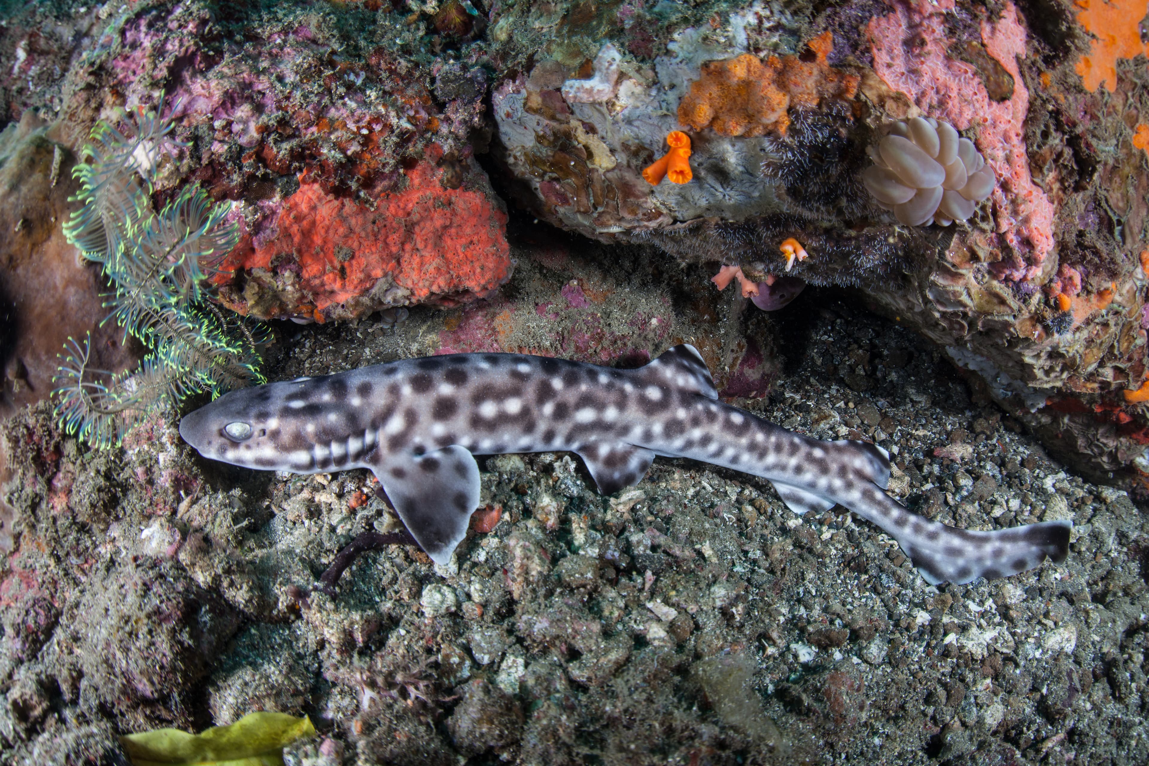 Coral Catshark in Lembeh Strait