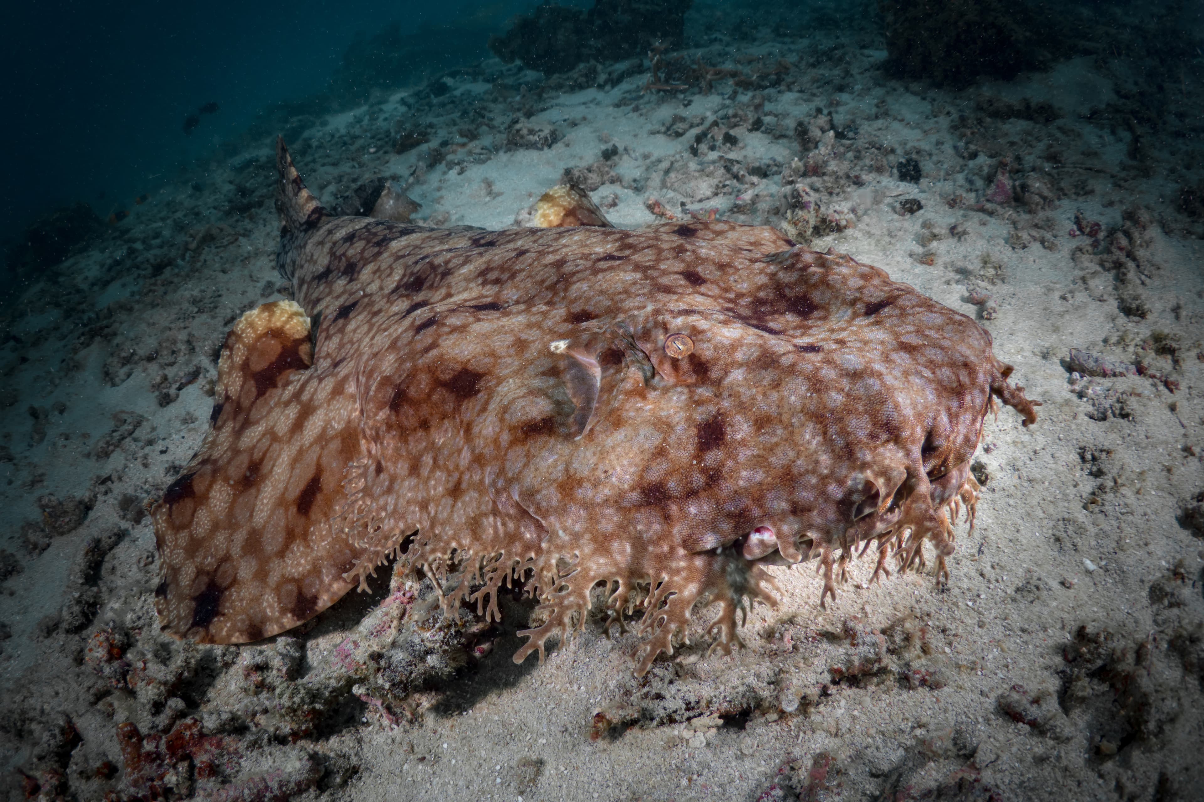 Wobbegong shark camouflages with its surroundings while waiting for prey